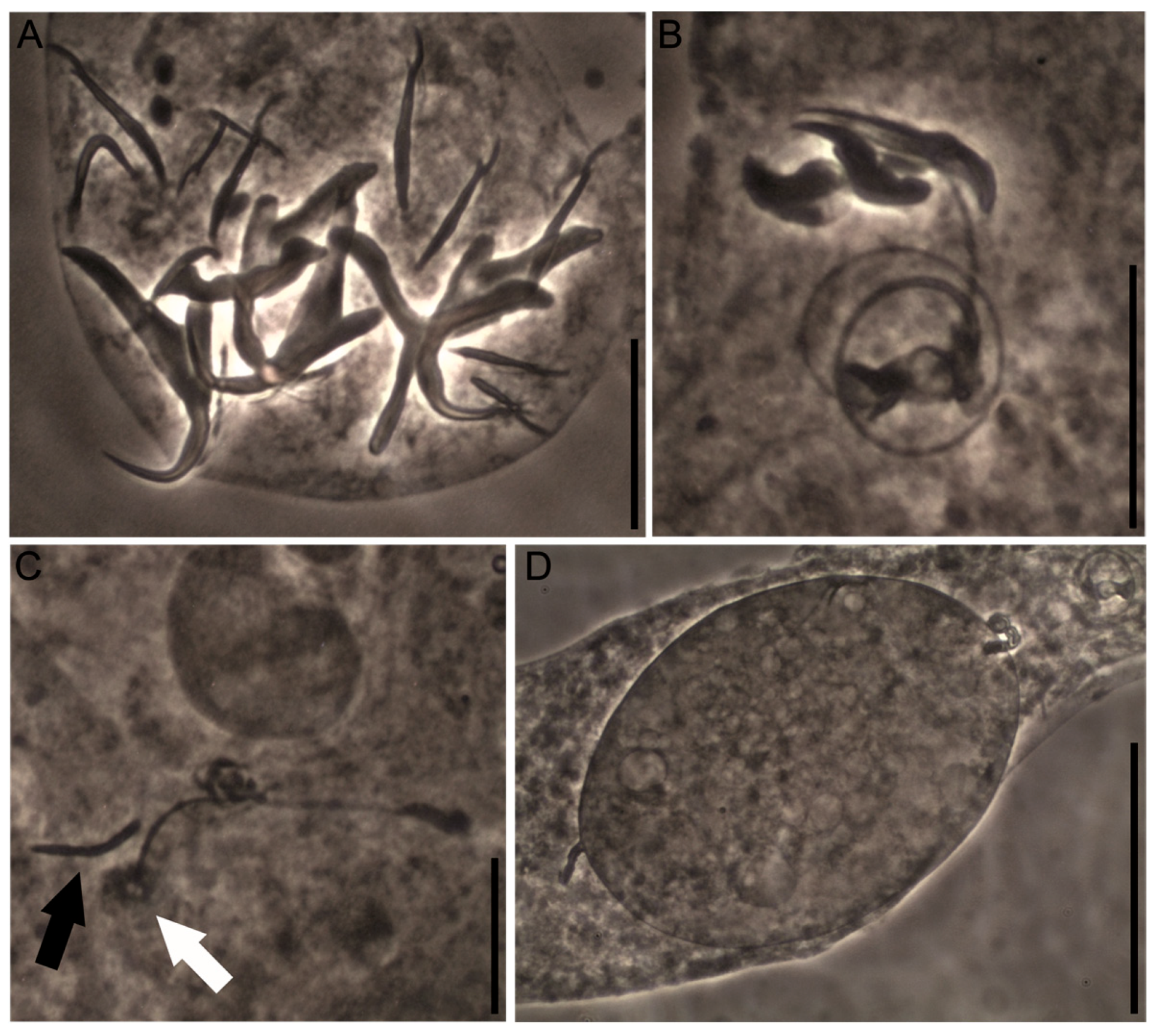 Diversity 16 00716 g003