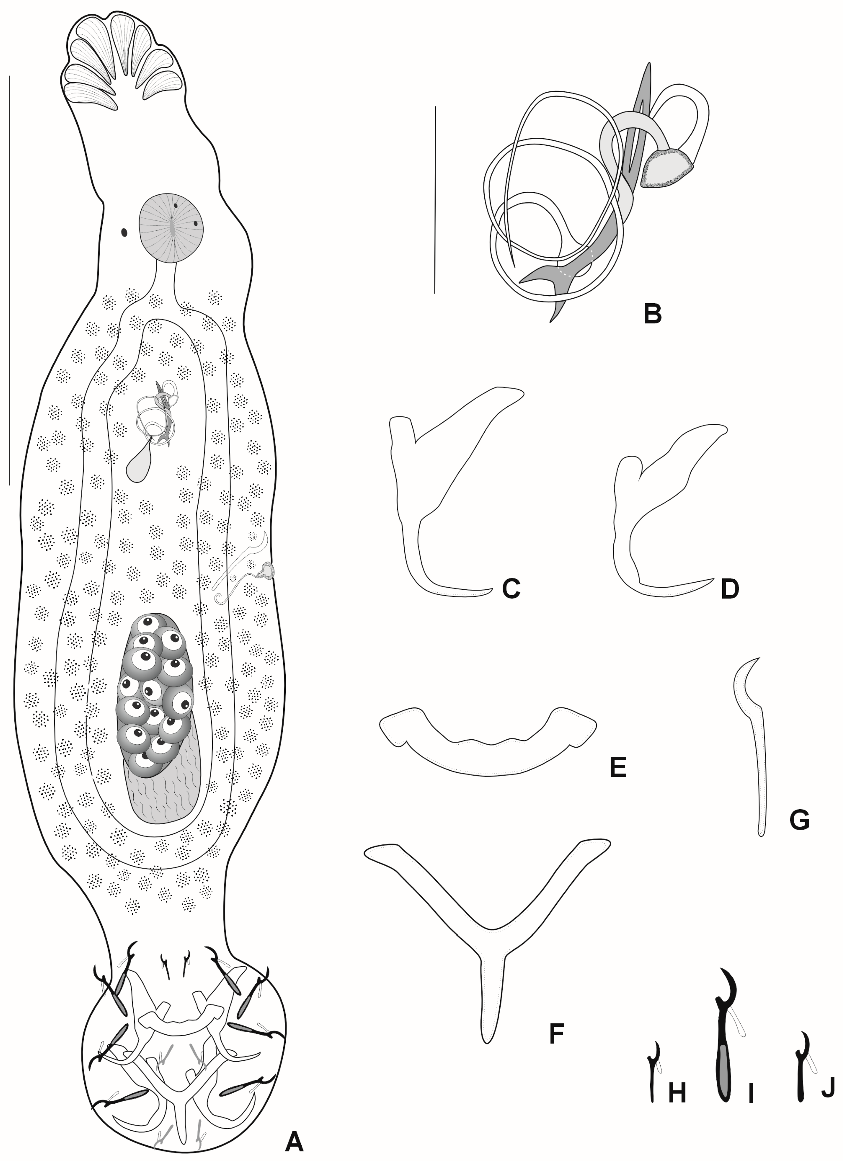Diversity 16 00716 g004