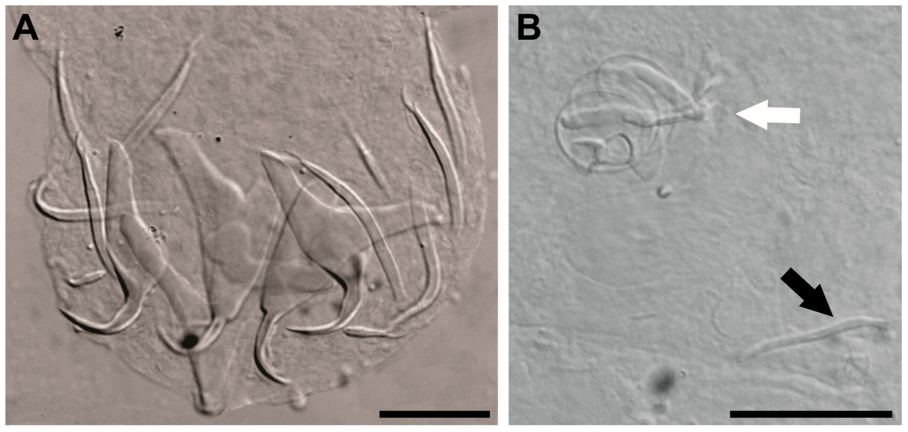 Diversity 16 00716 g006