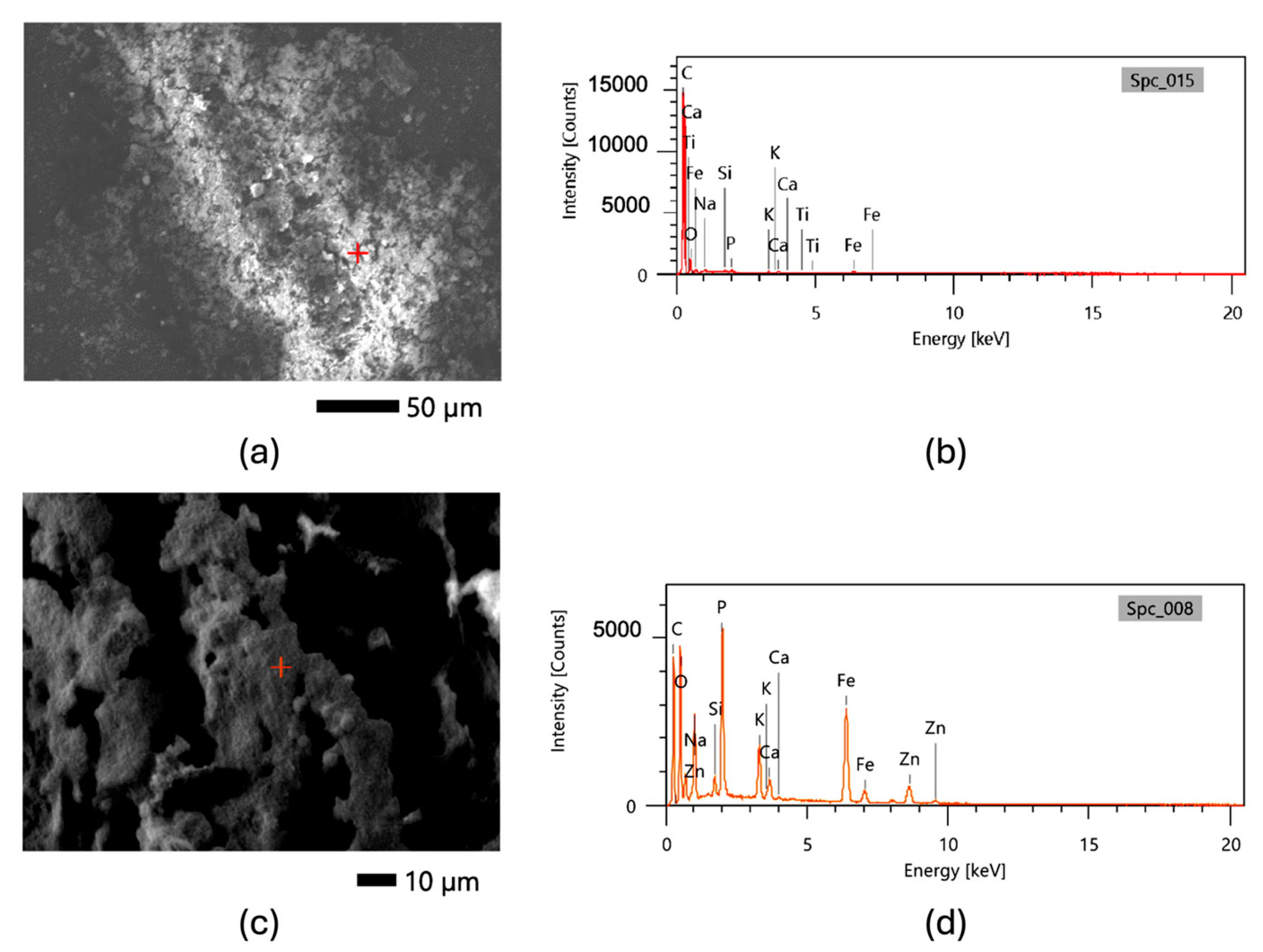 Diversity 16 00720 g002