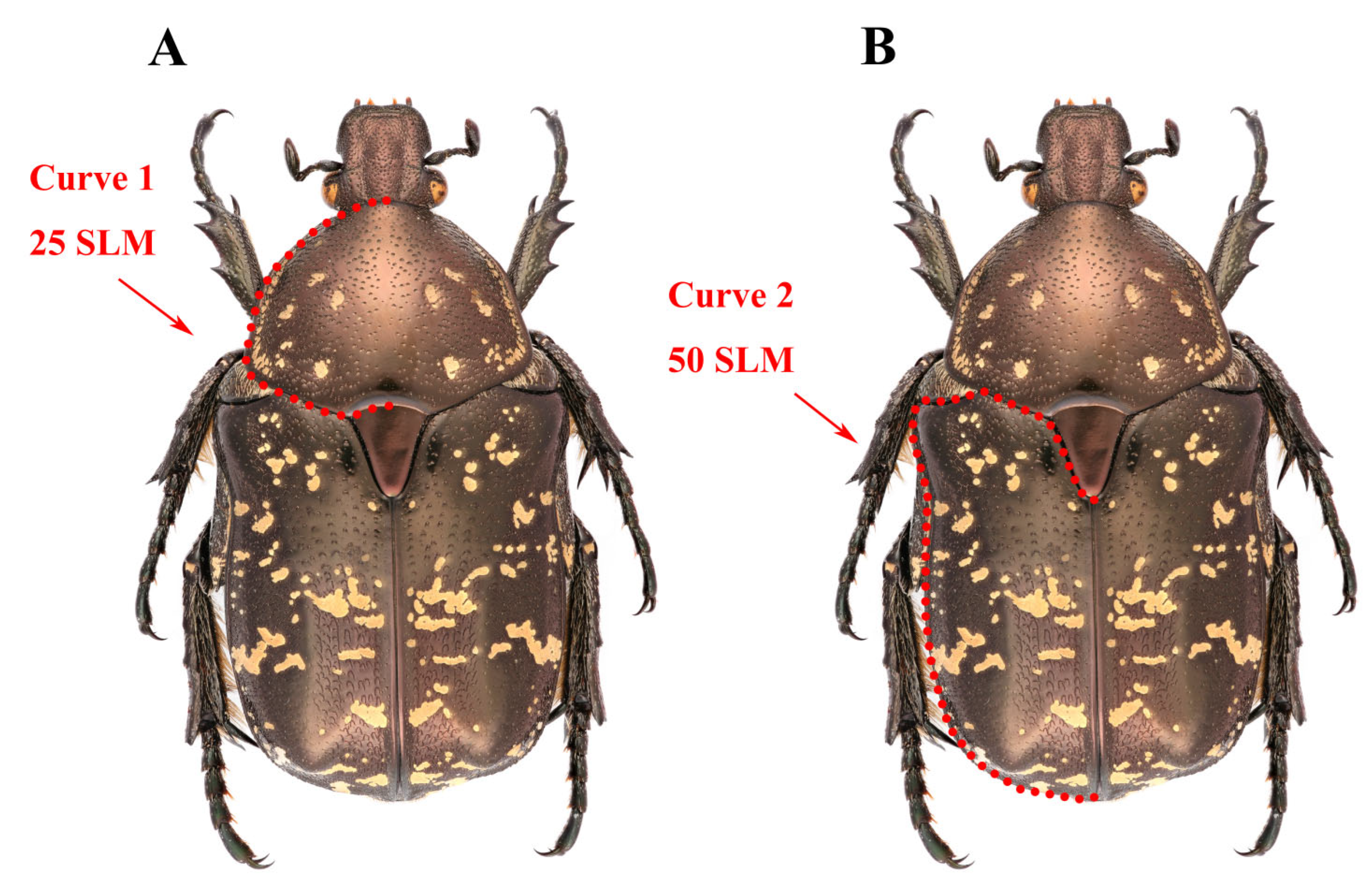 Diversity 16 00721 g002