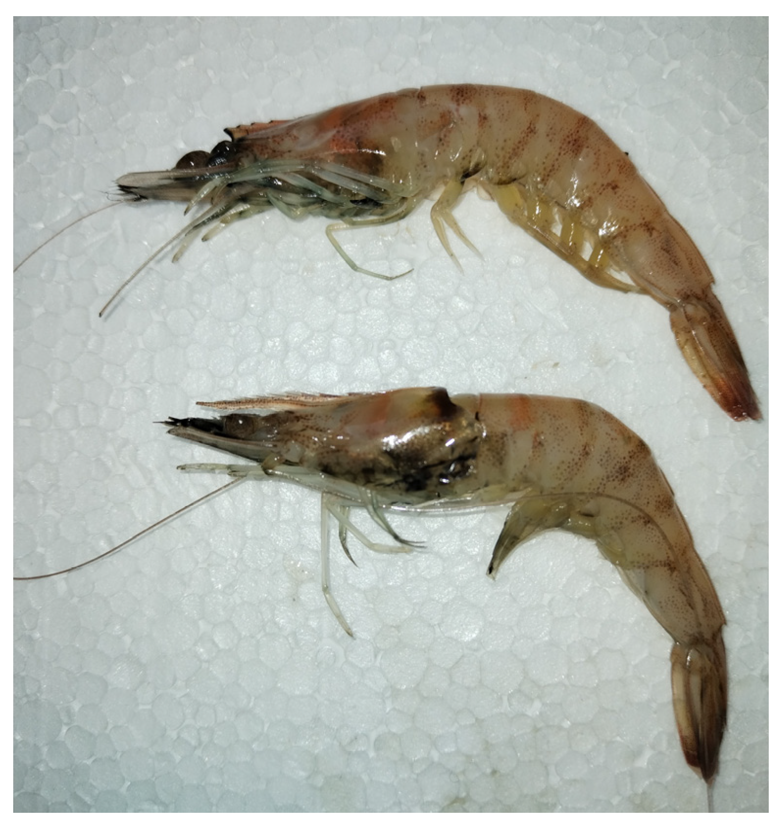 Diversity 16 00724 g003