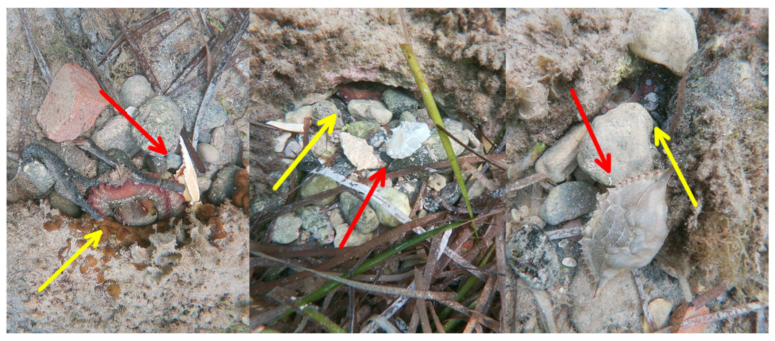 Diversity 16 00724 g004