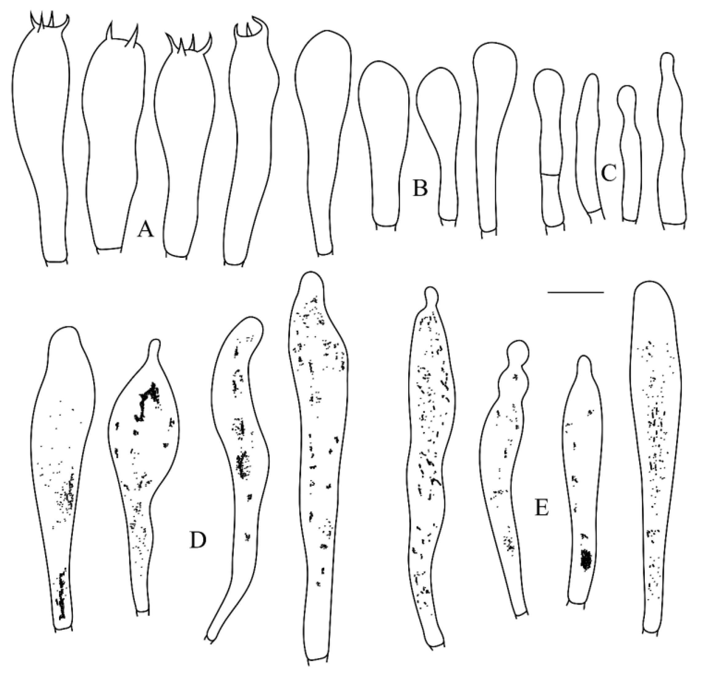 Diversity 16 00727 g003