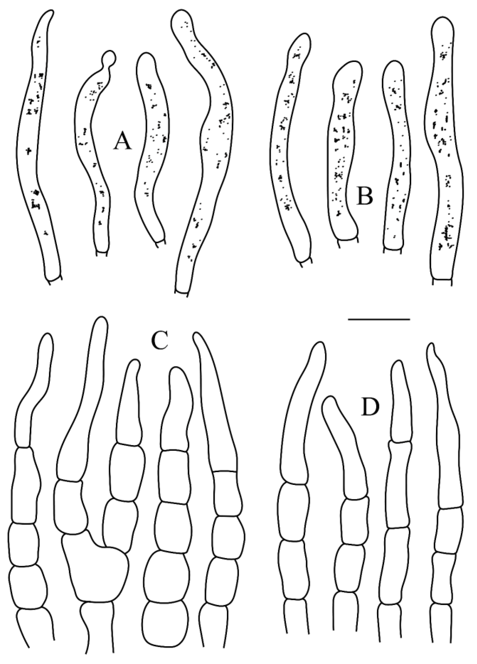 Diversity 16 00727 g004