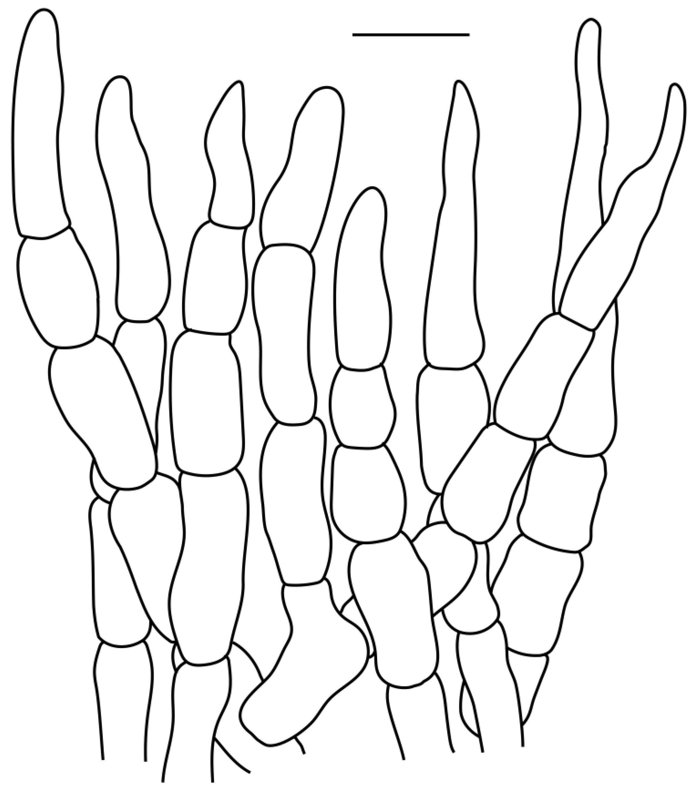 Diversity 16 00727 g005