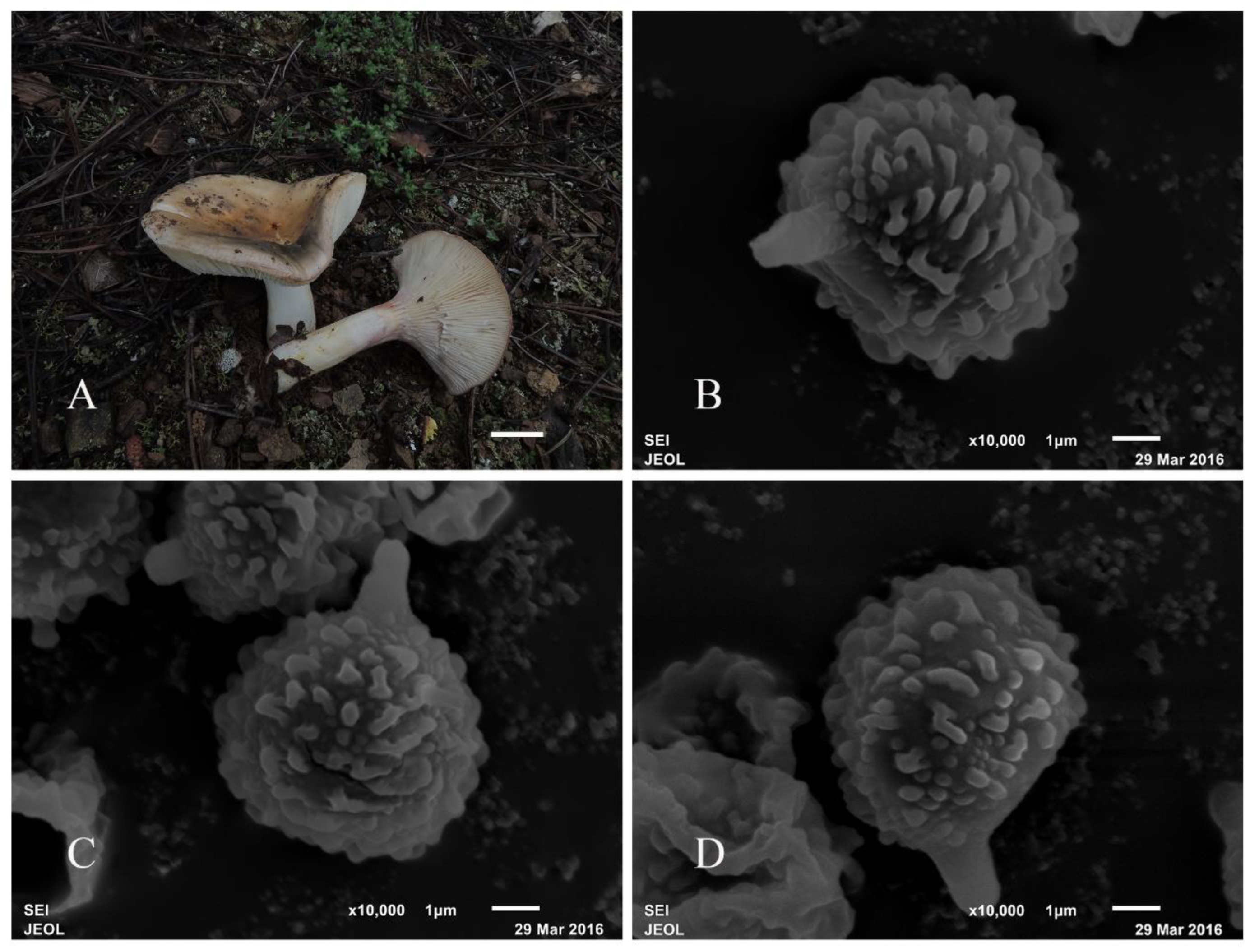 Diversity 16 00727 g006