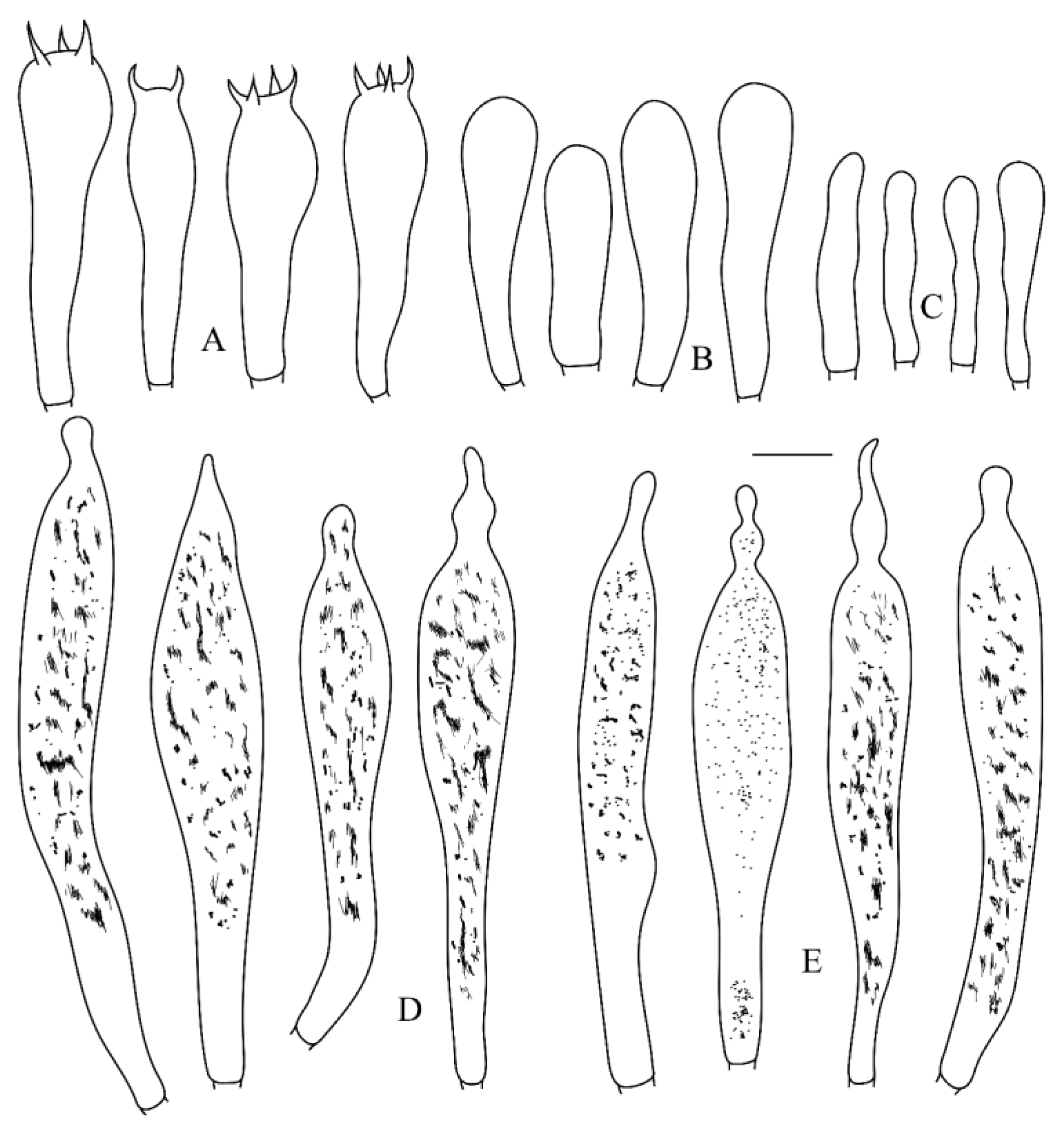 Diversity 16 00727 g007