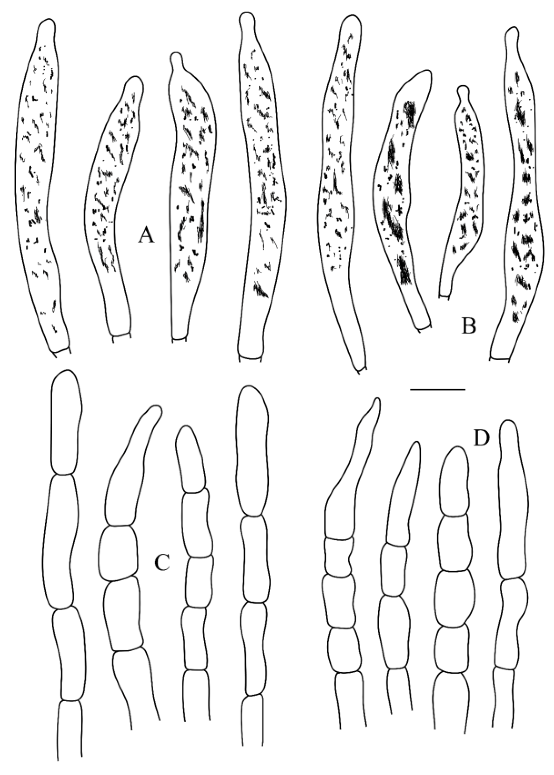 Diversity 16 00727 g008