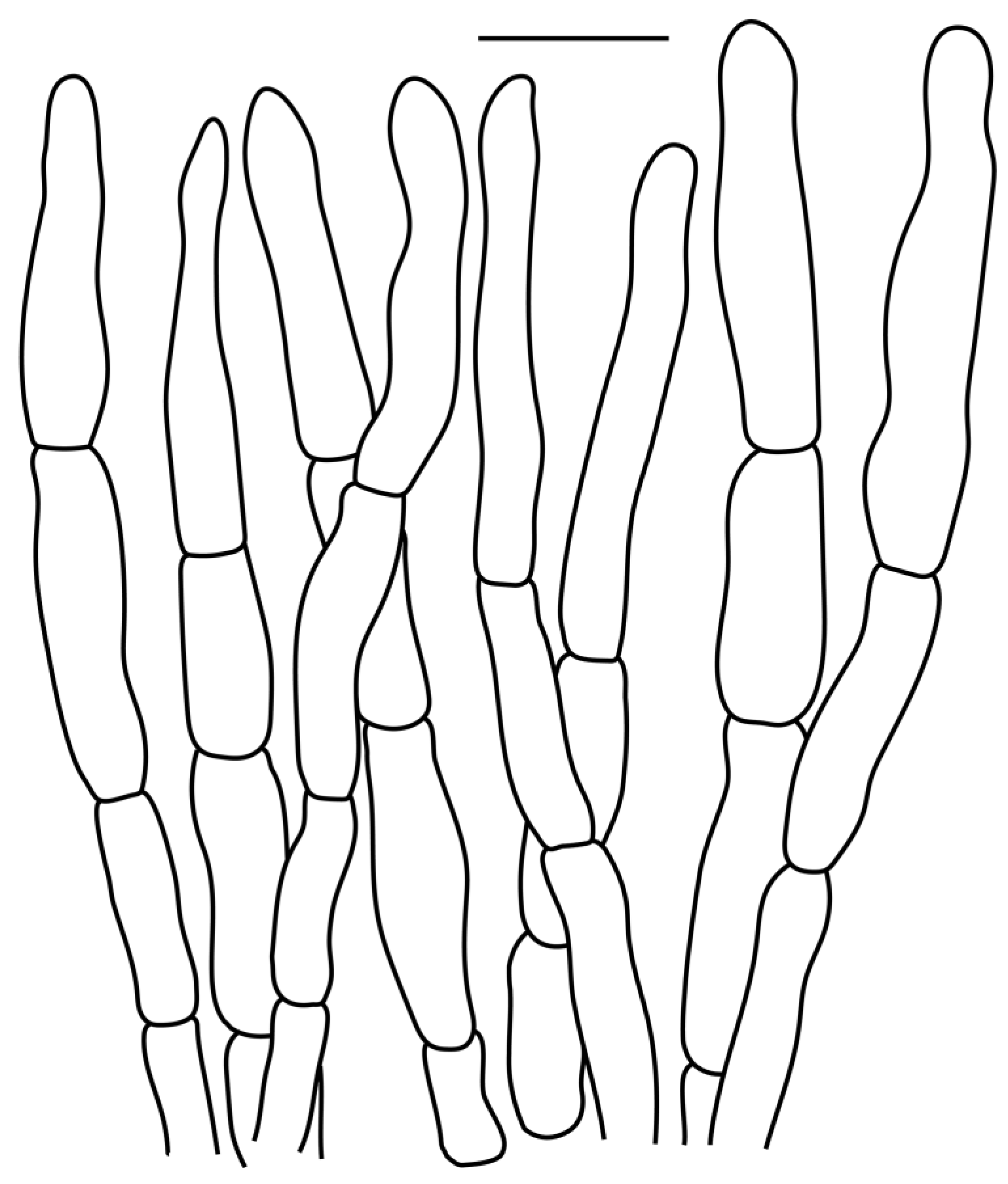 Diversity 16 00727 g009