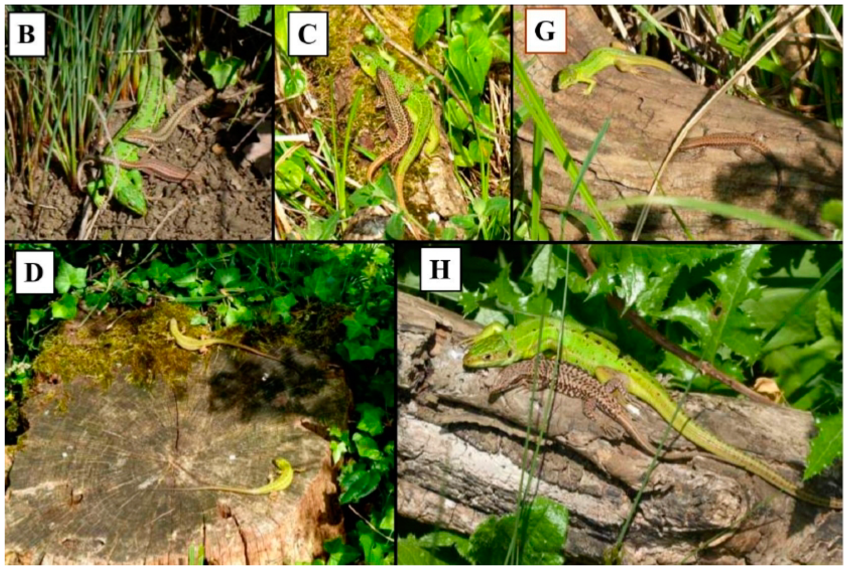 Diversity 16 00728 g002