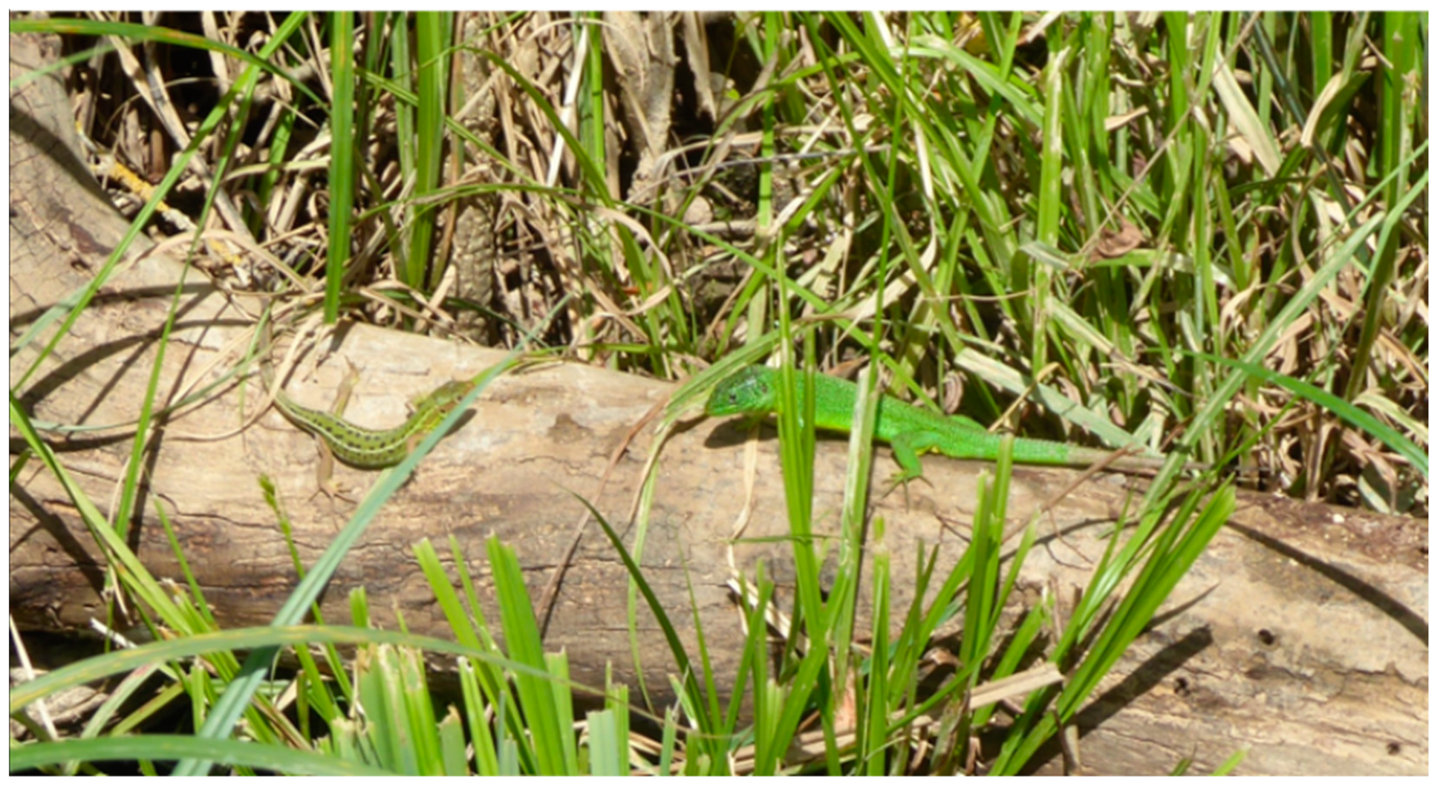 Diversity 16 00728 g006