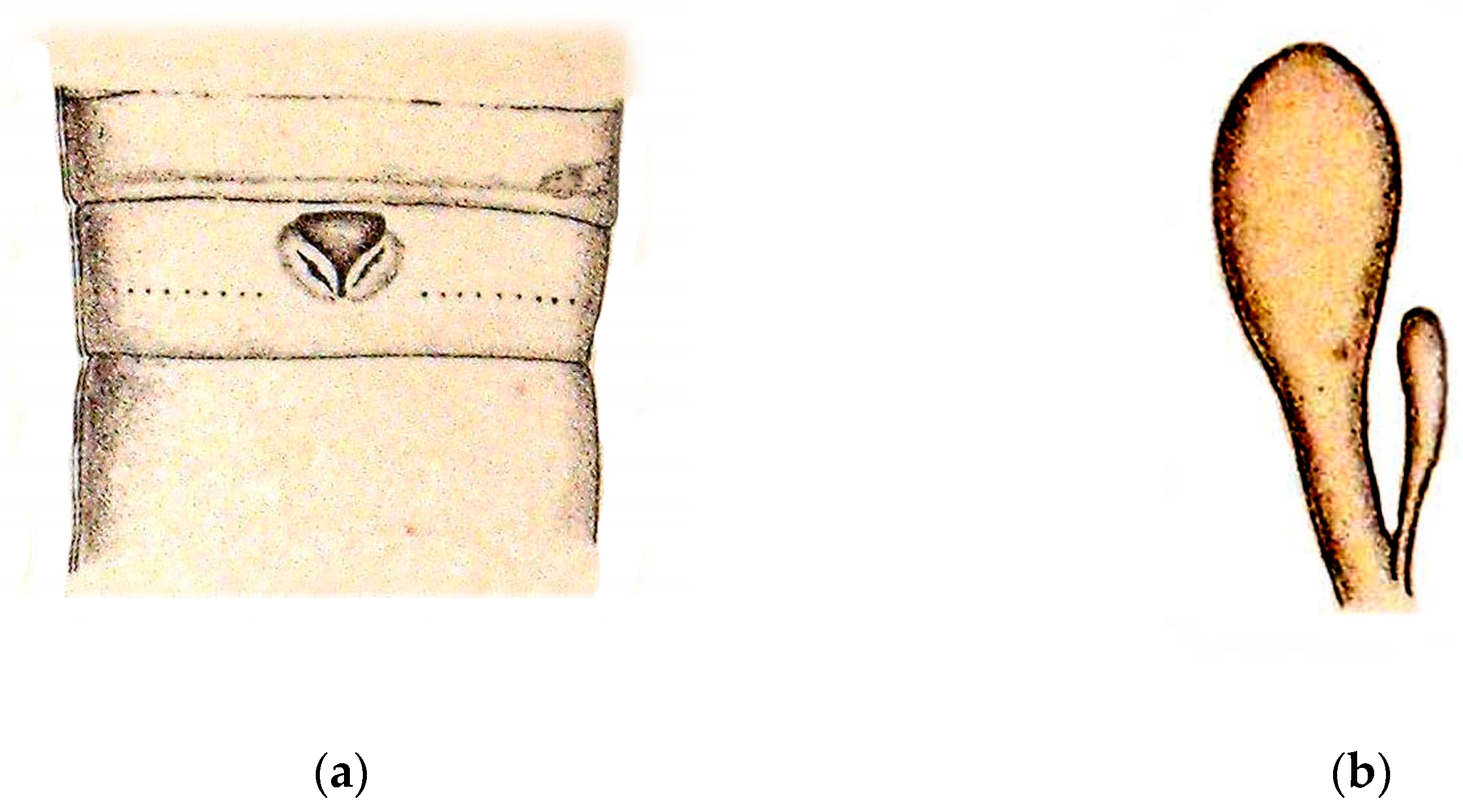 Diversity 16 00732 g005