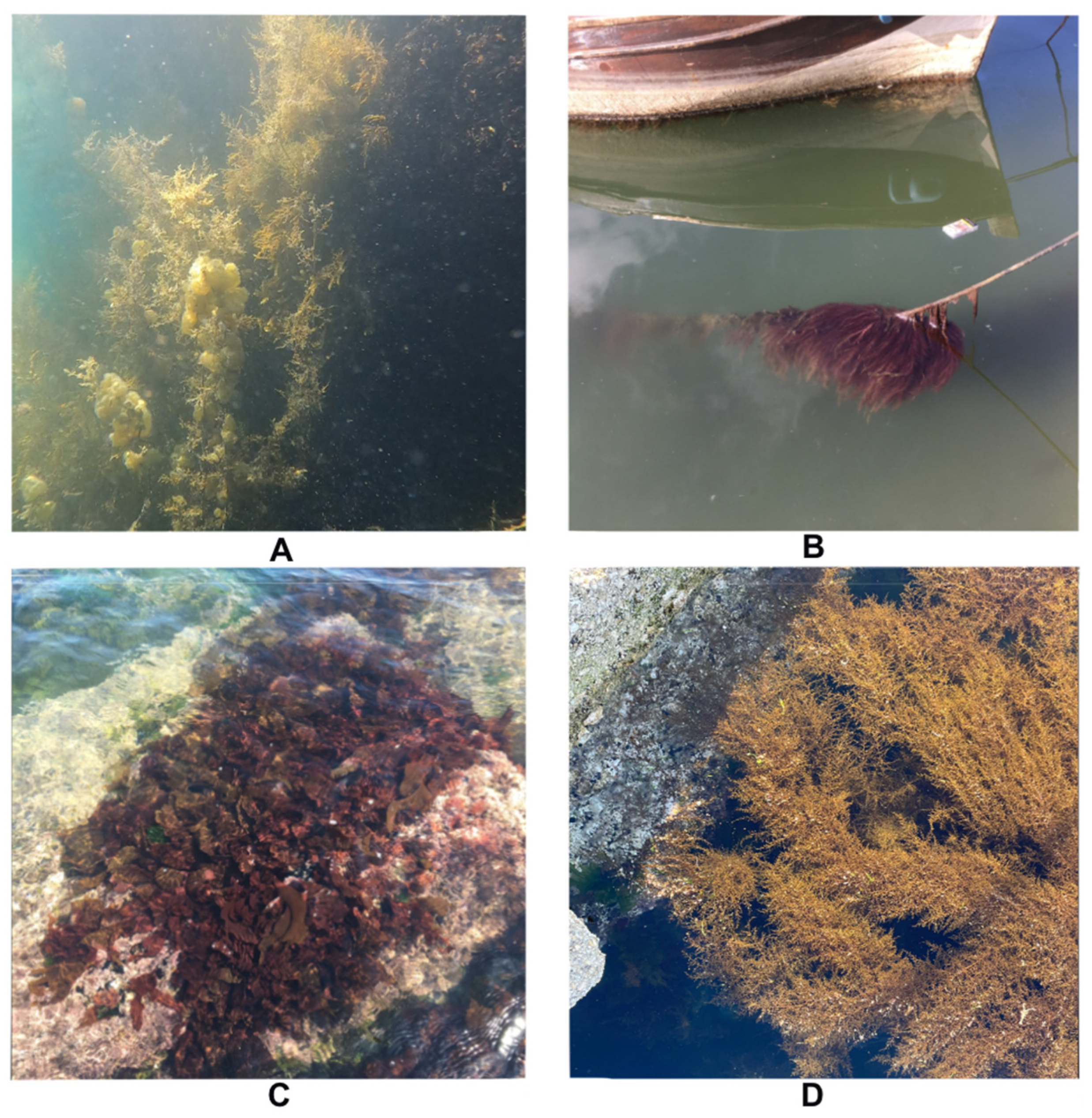 Diversity 16 00741 g005