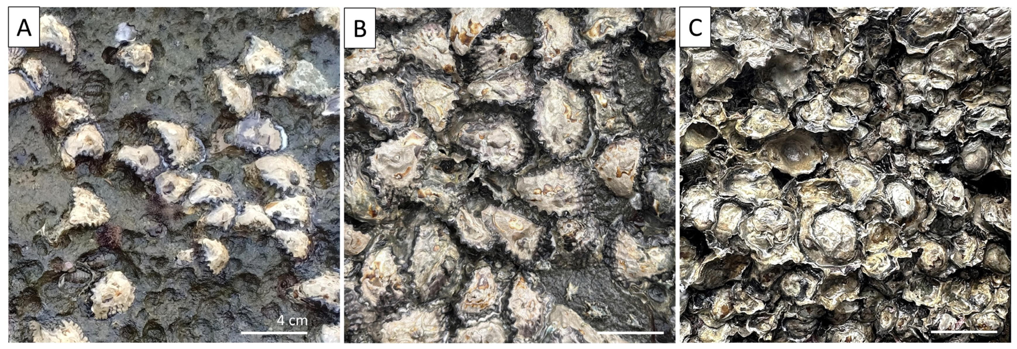 Diversity 16 00742 g004 Diversity 16 00742 g004