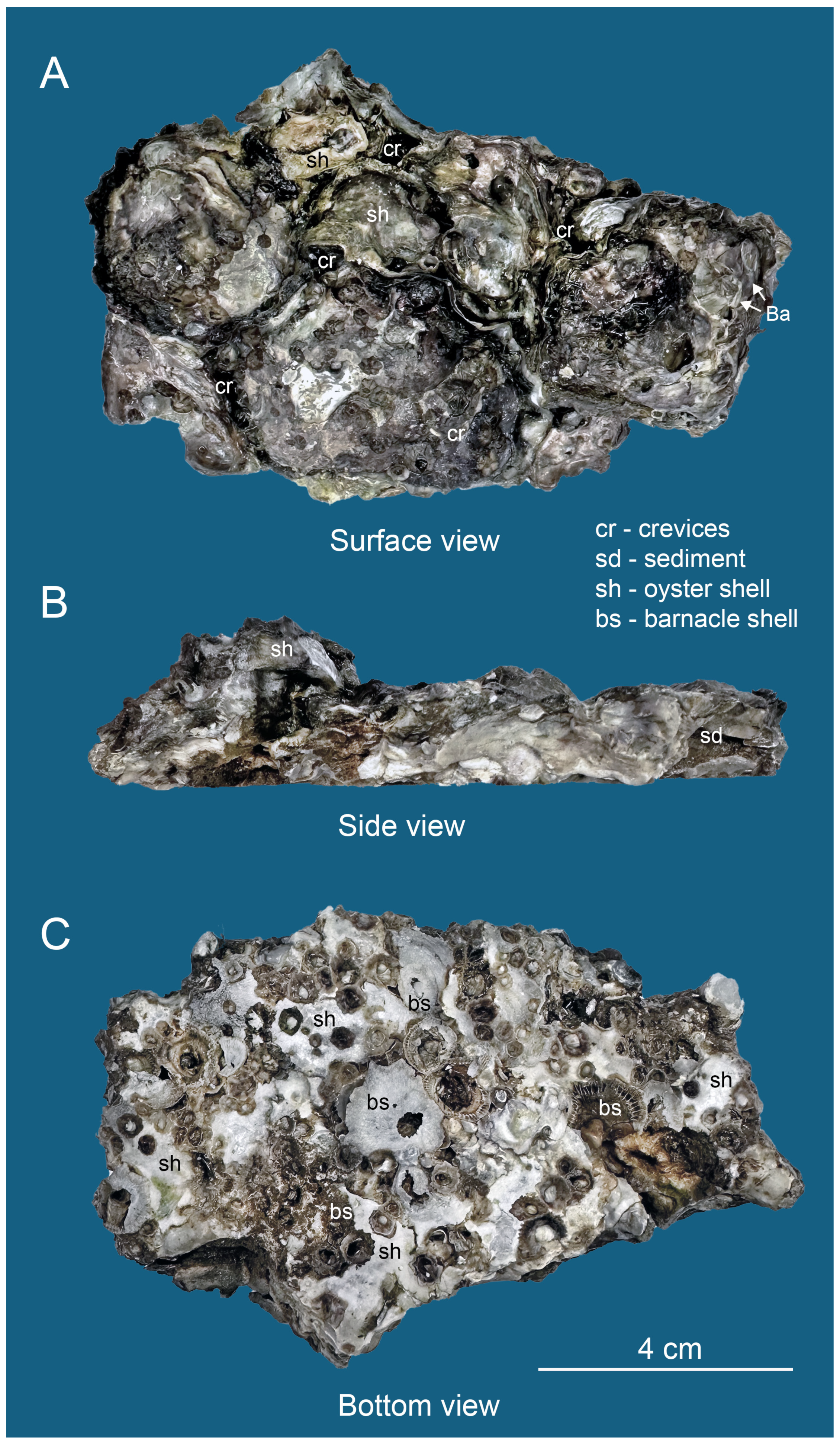 Diversity 16 00742 g006 Diversity 16 00742 g006