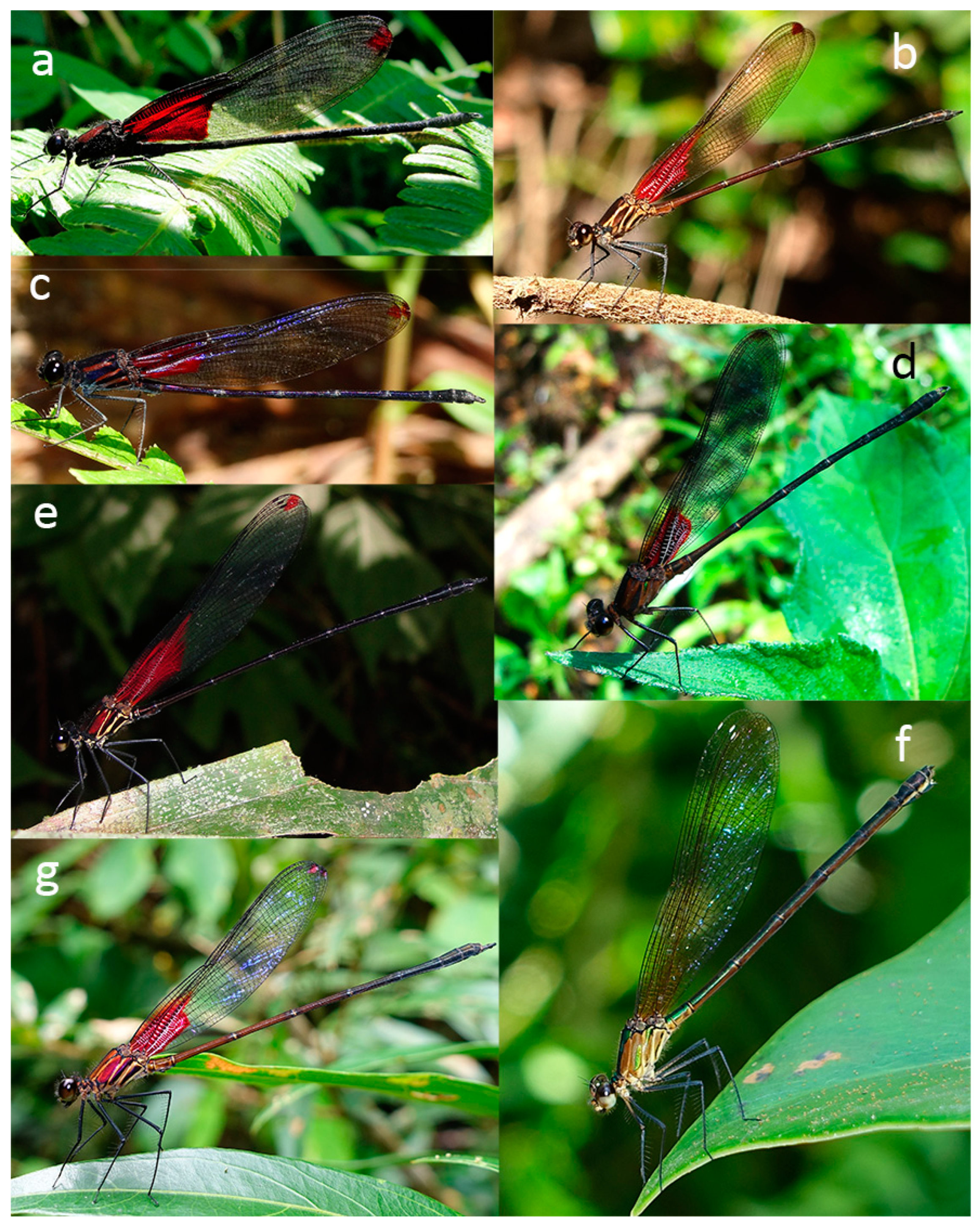 Diversity 16 00743 g002