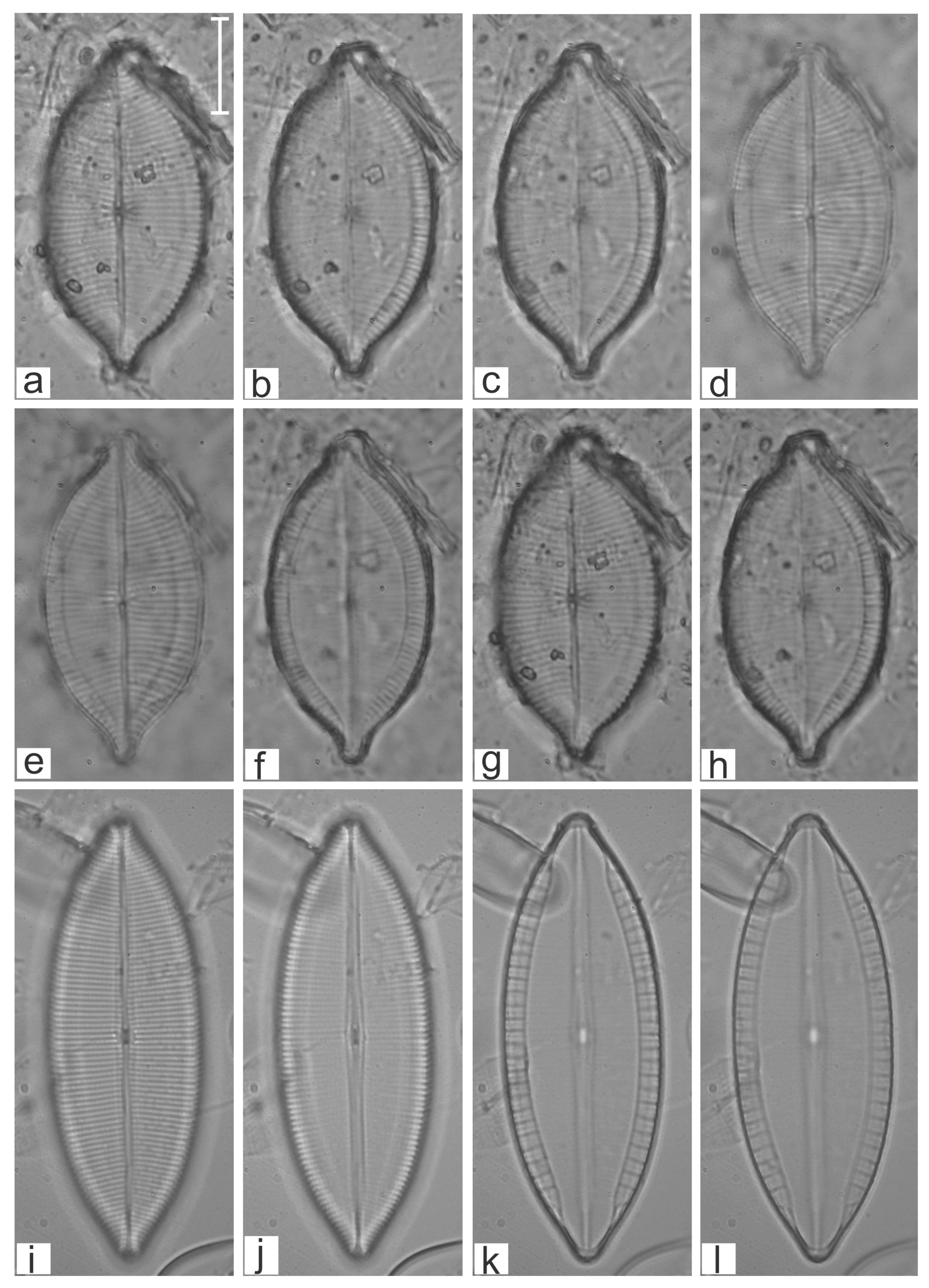 Diversity 16 00747 g002