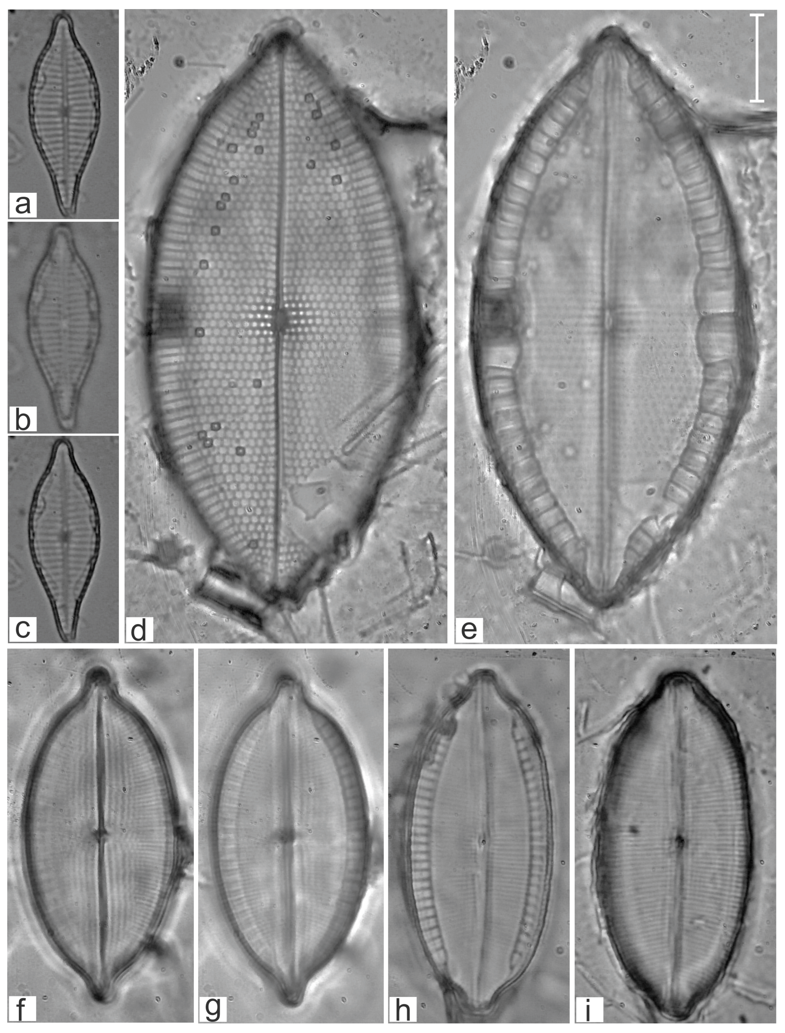 Diversity 16 00747 g003