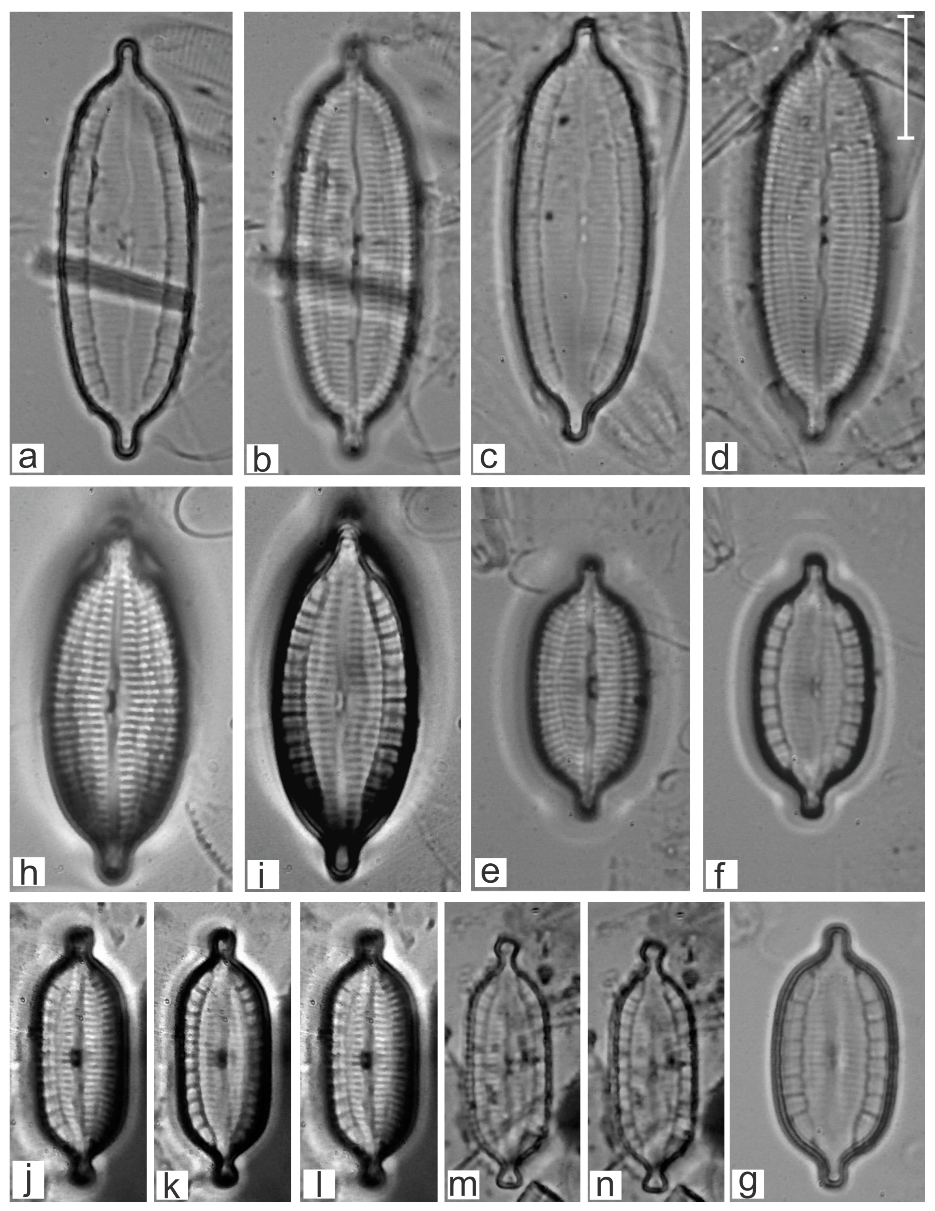 Diversity 16 00747 g007