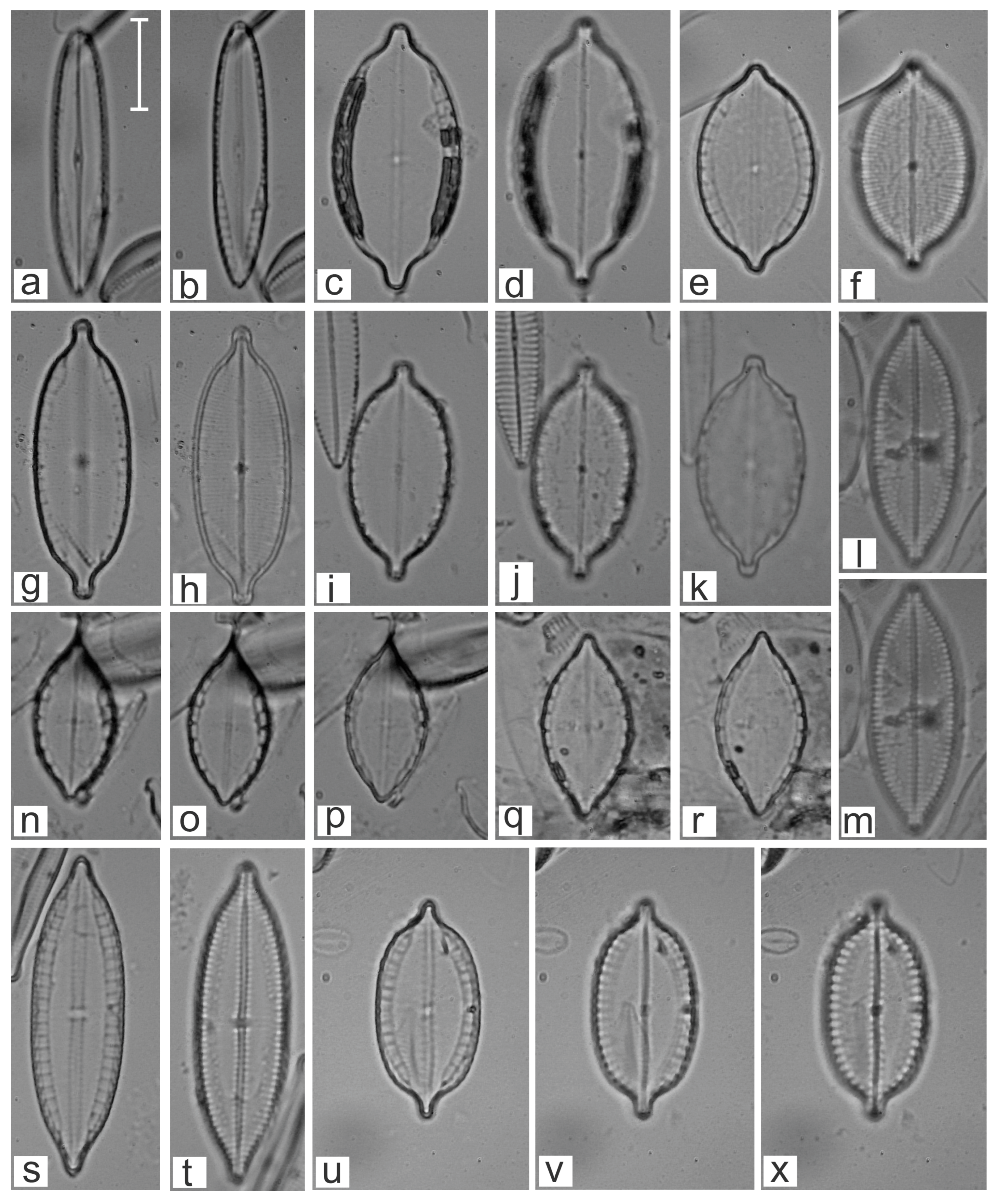 Diversity 16 00747 g008