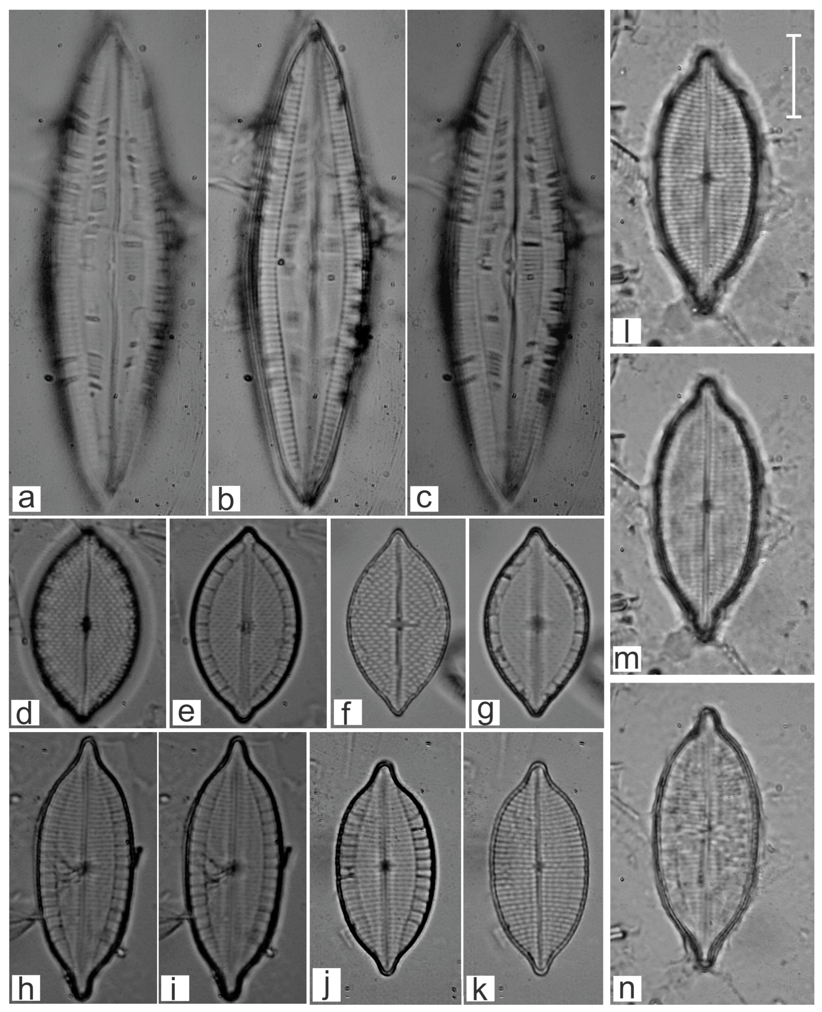 Diversity 16 00747 g011