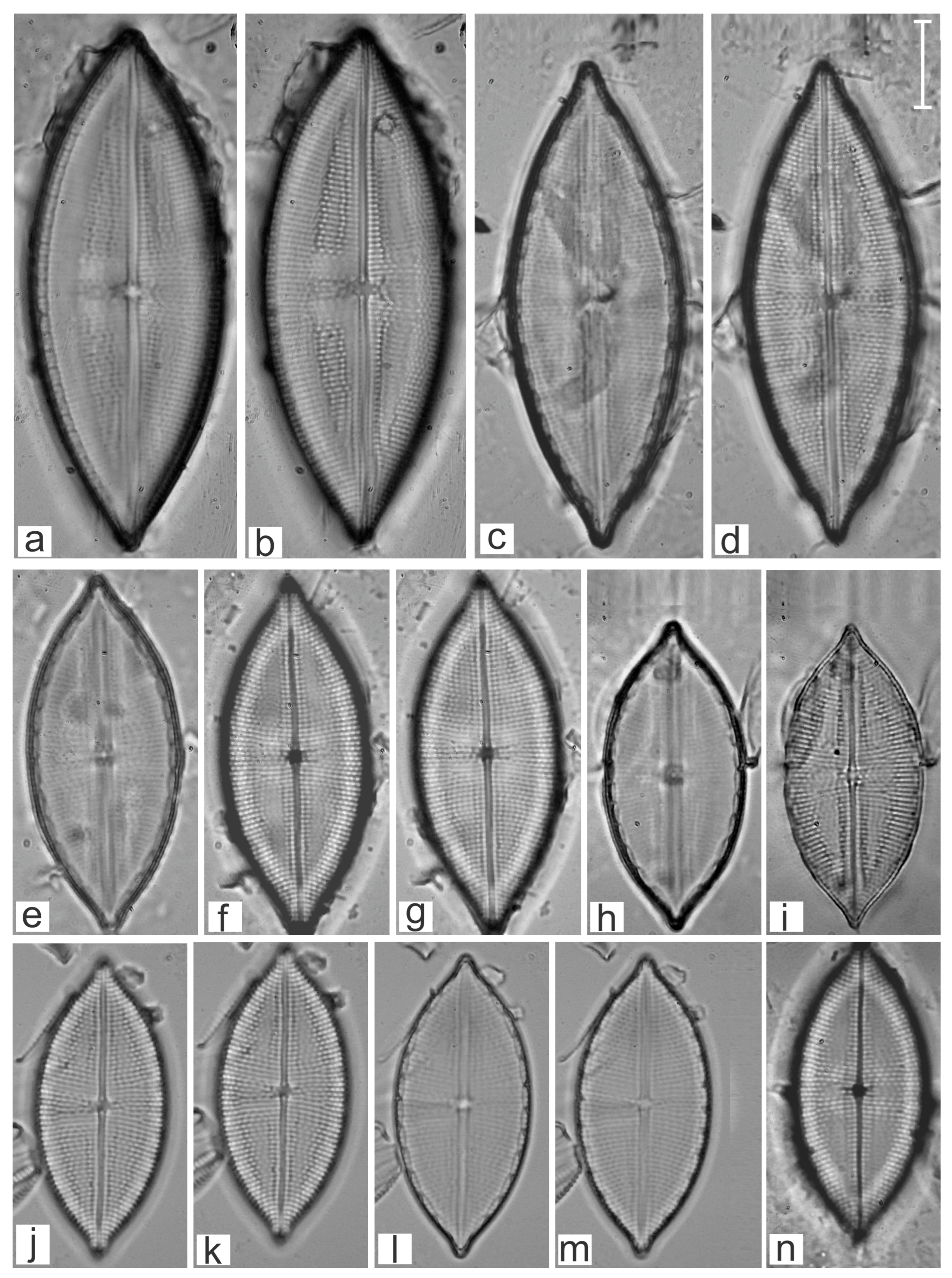 Diversity 16 00747 g012