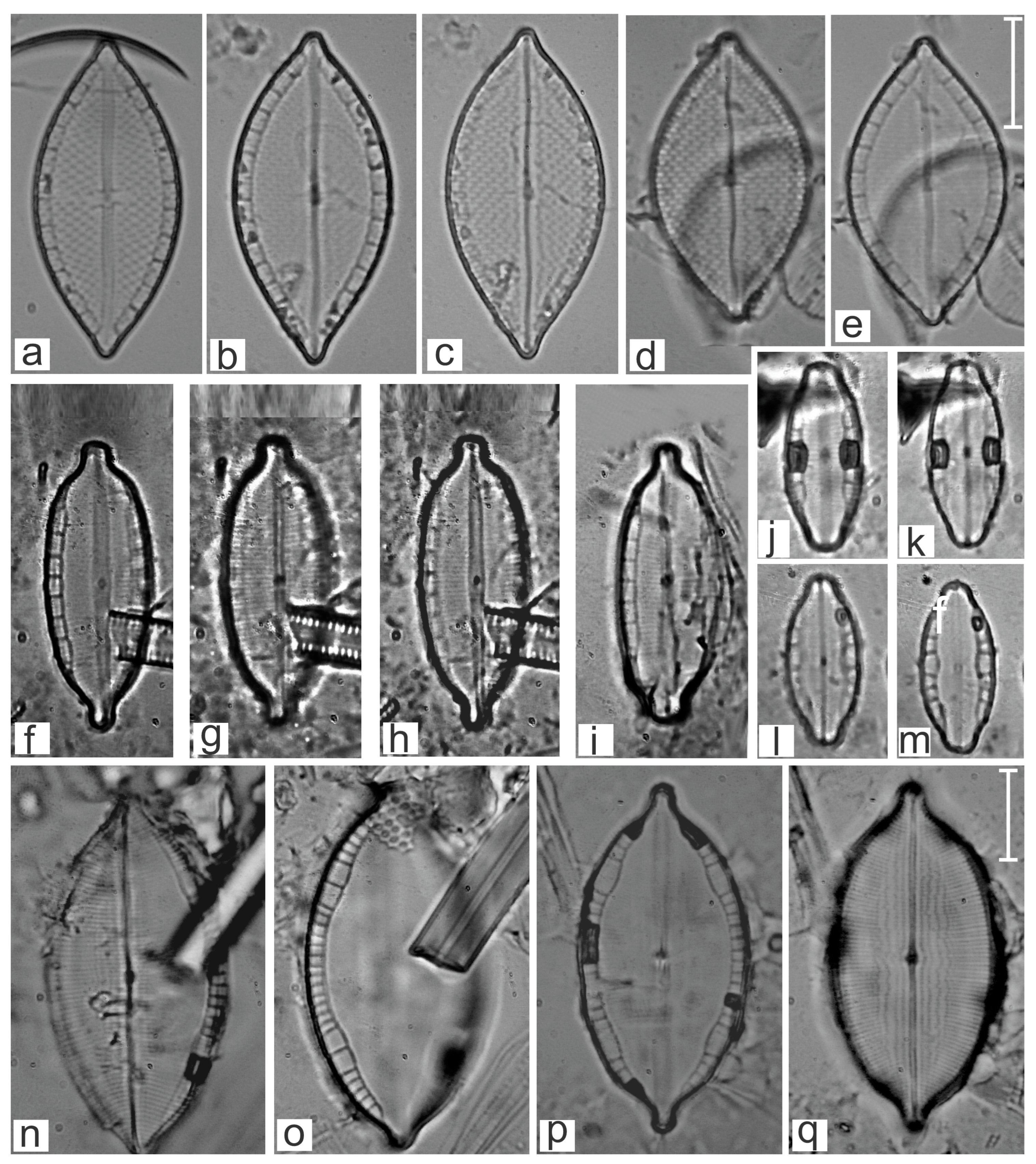 Diversity 16 00747 g013