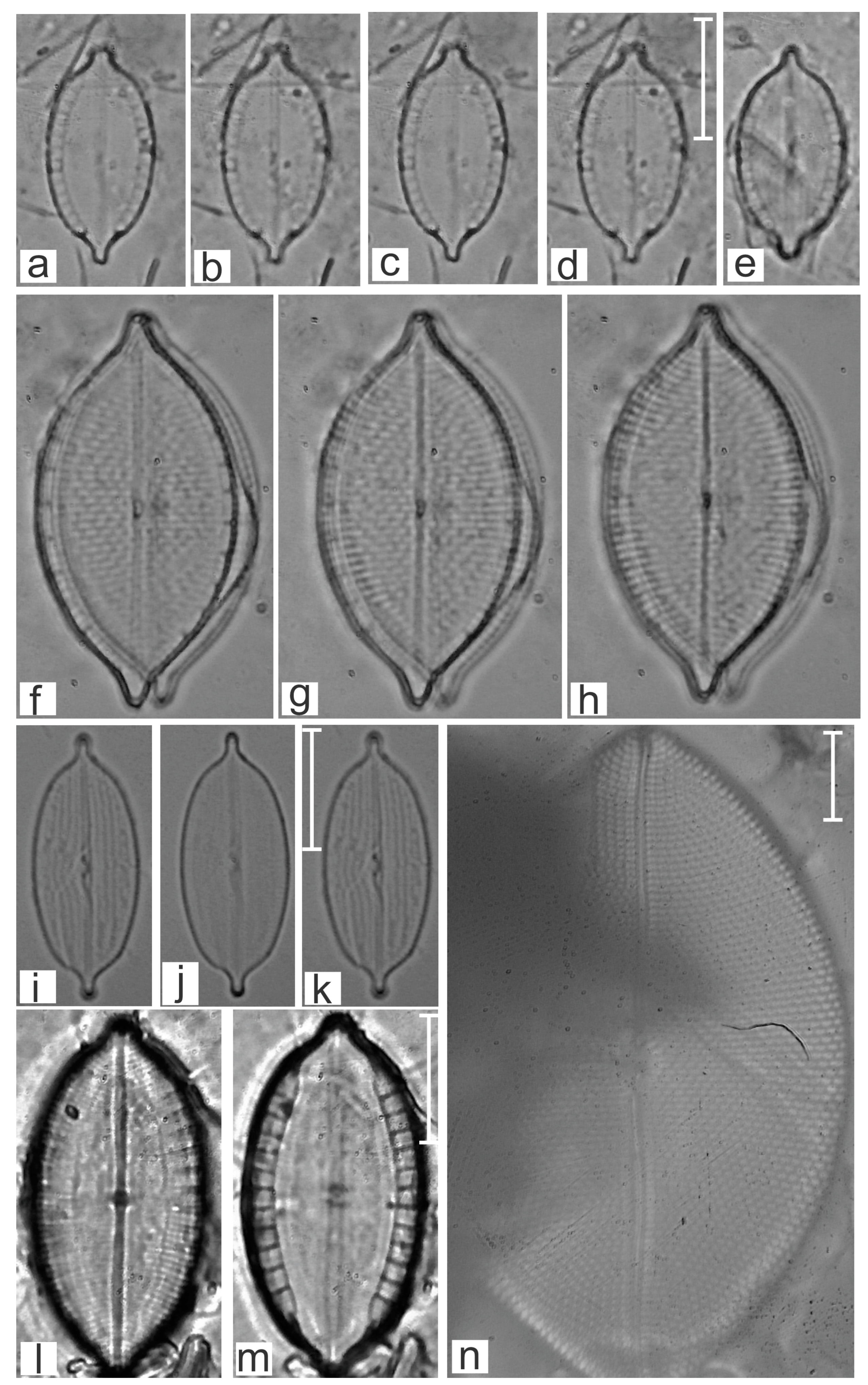 Diversity 16 00747 g014