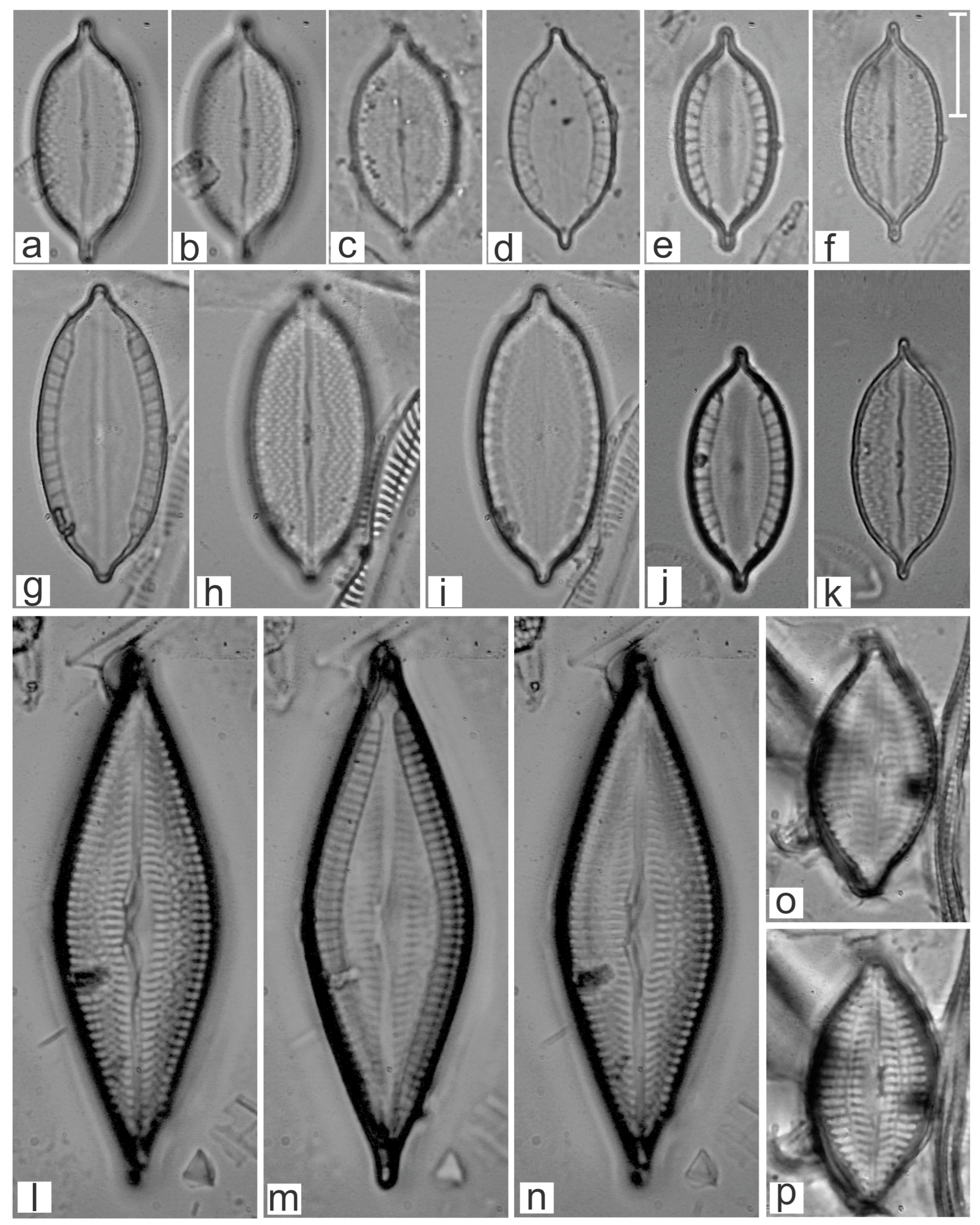 Diversity 16 00747 g016