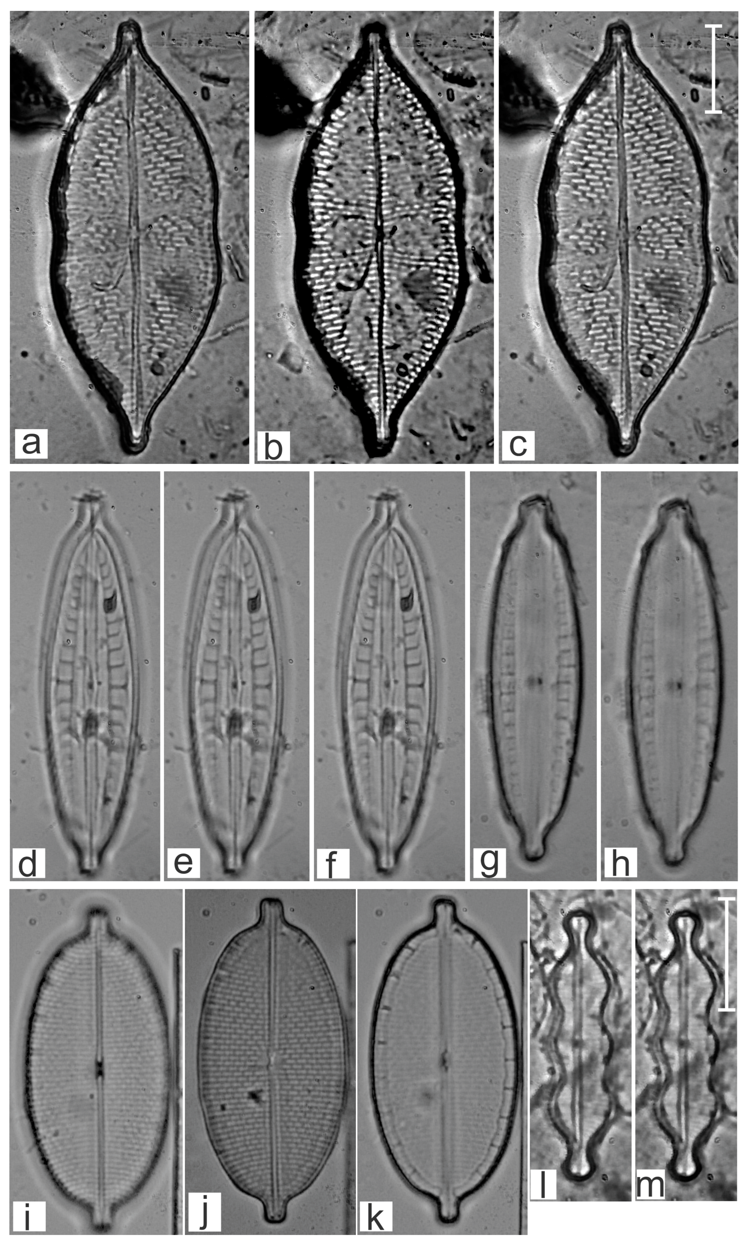 Diversity 16 00747 g017
