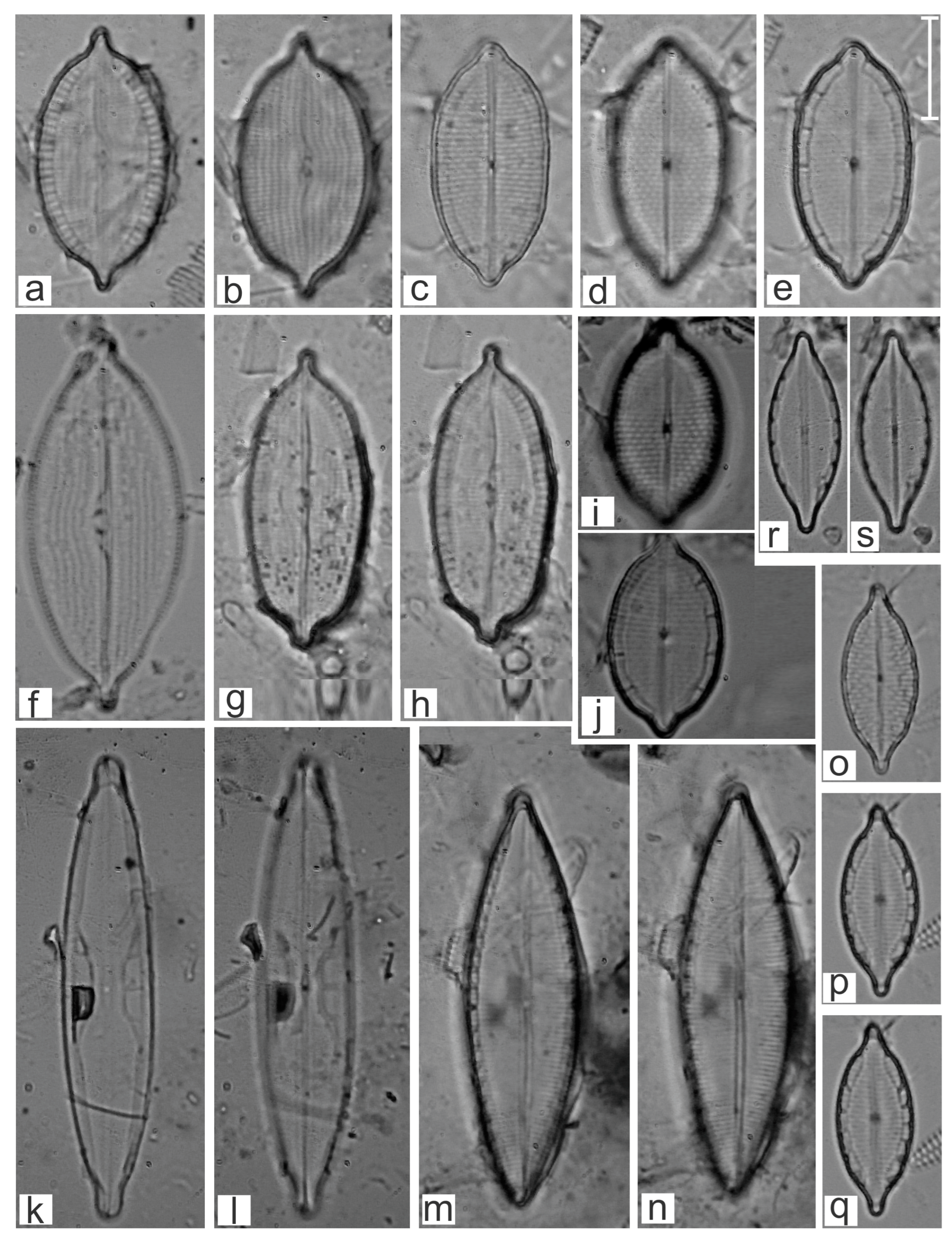 Diversity 16 00747 g018