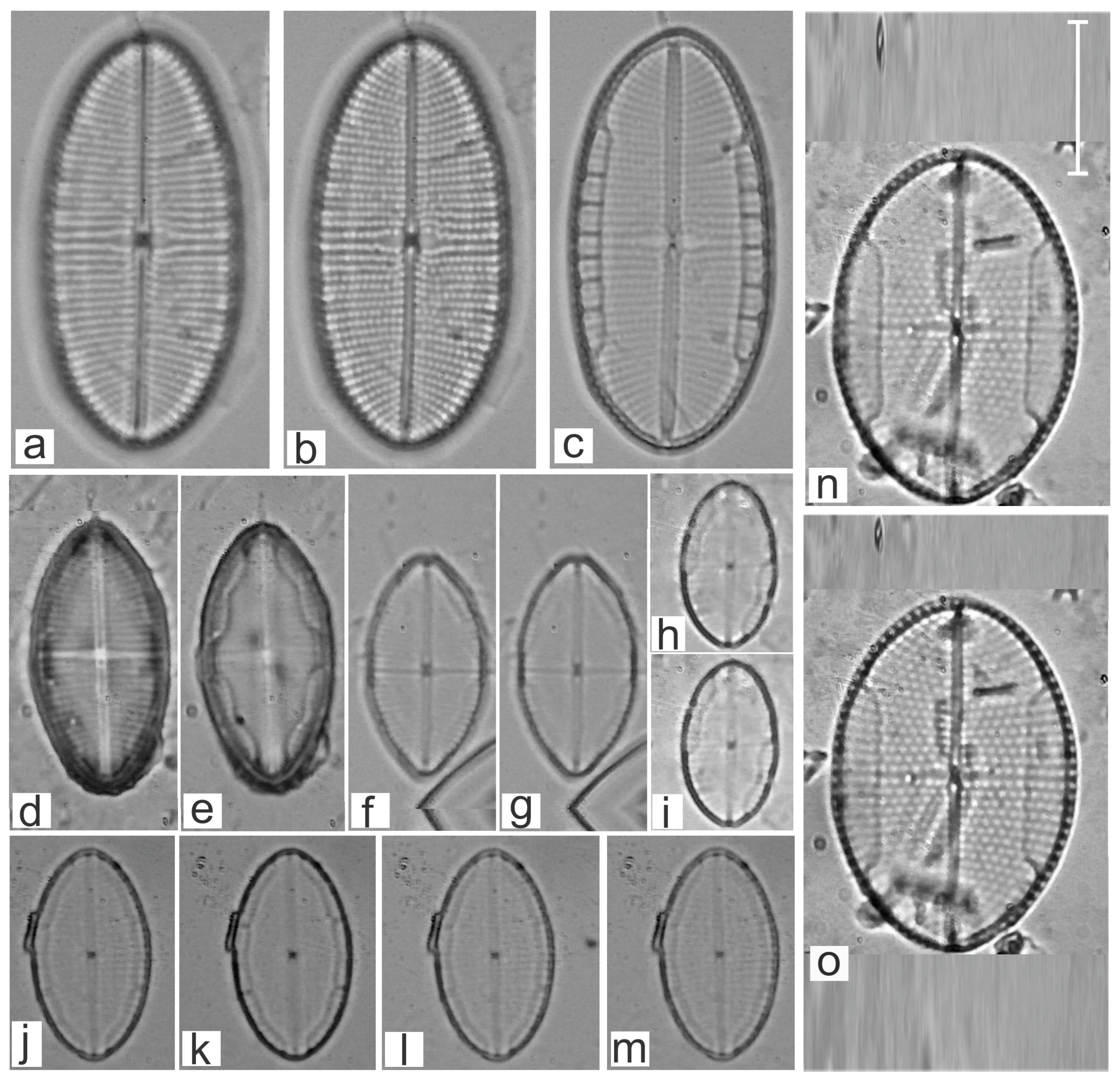 Diversity 16 00747 g019