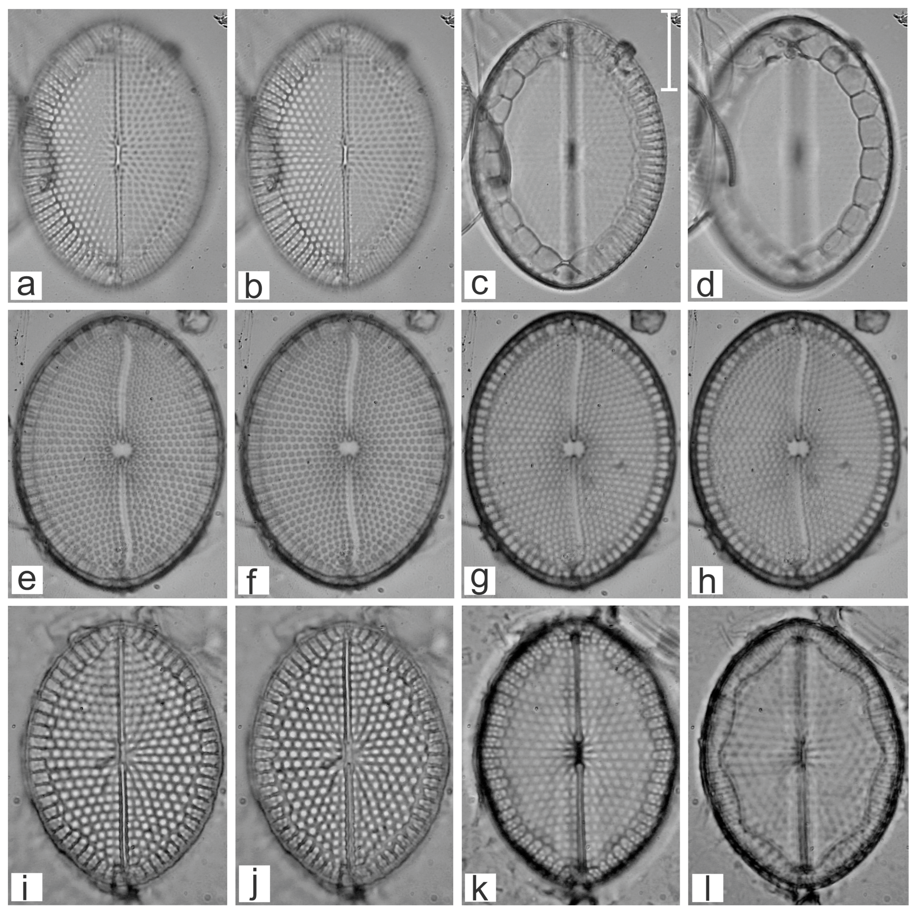 Diversity 16 00747 g022