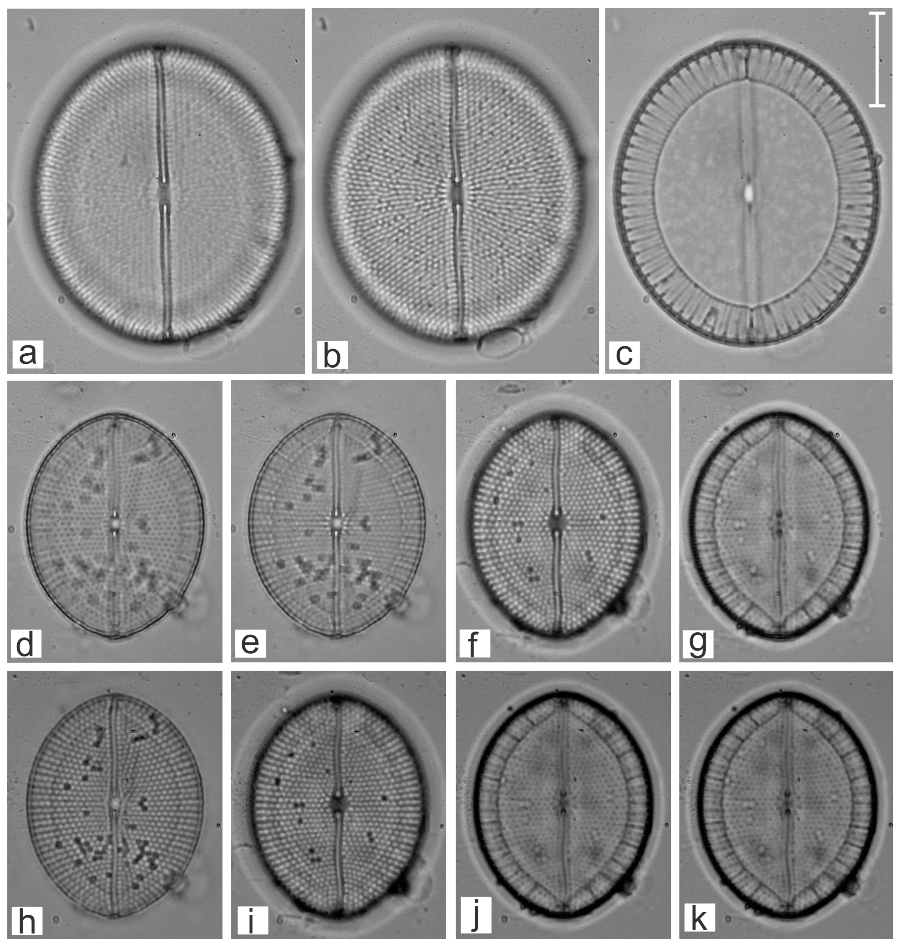 Diversity 16 00747 g024
