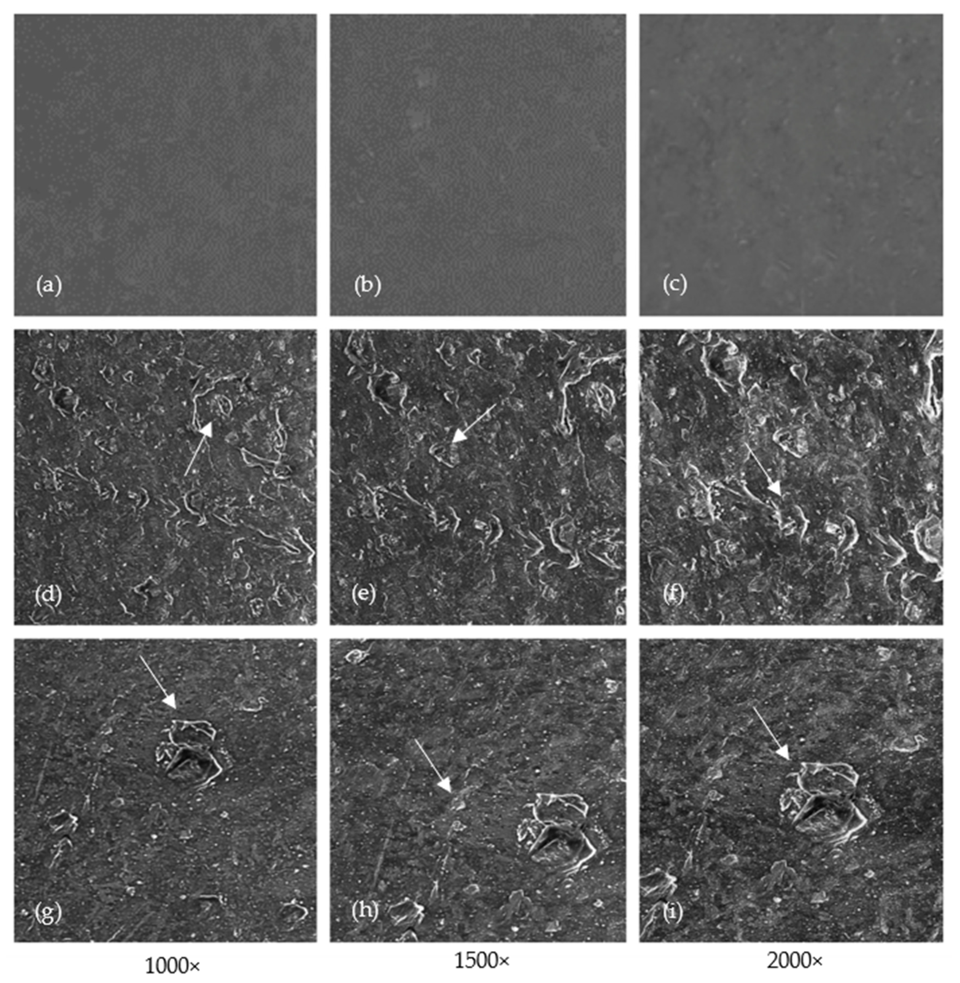 Diversity 16 00759 g004