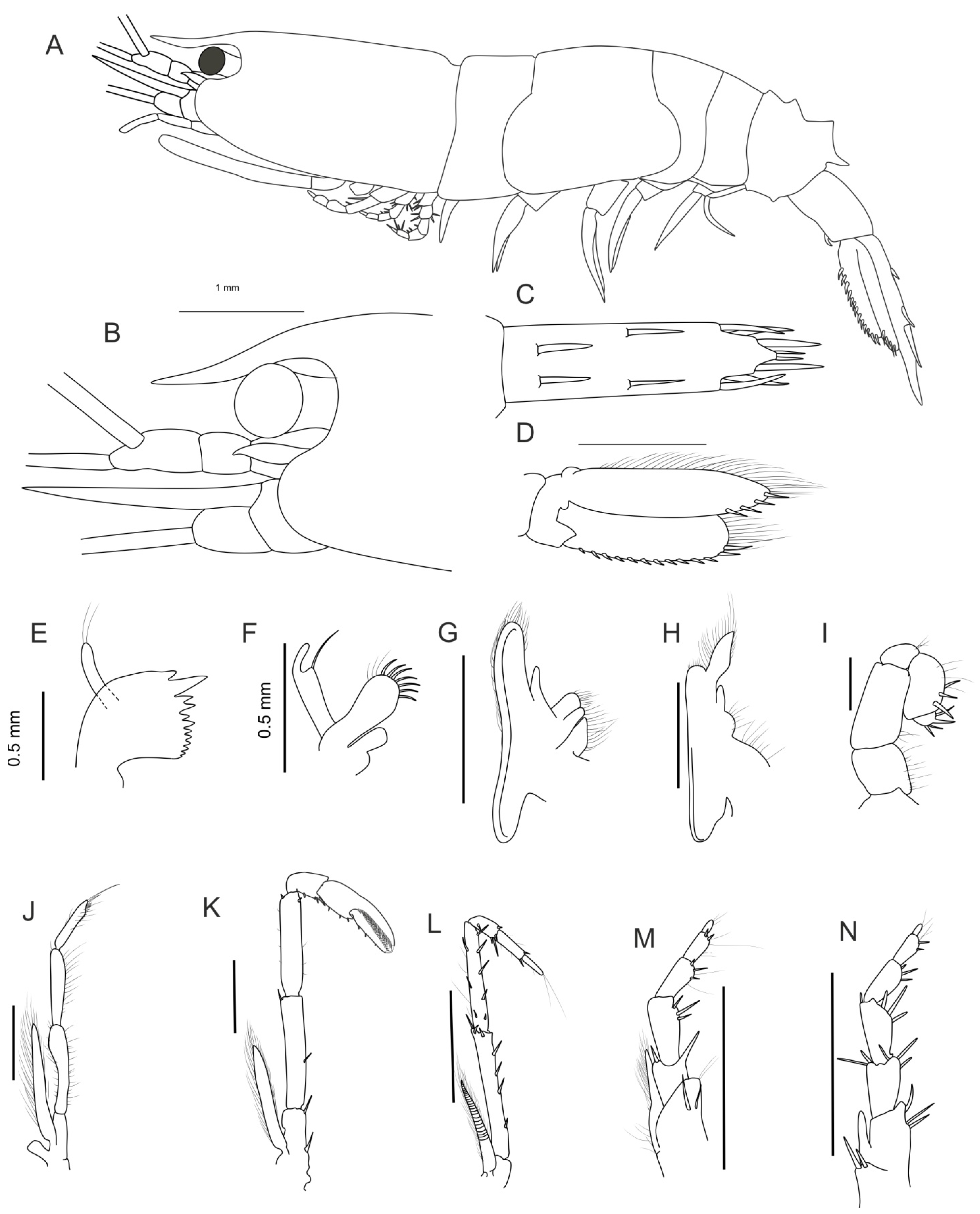 Diversity 16 00760 g003