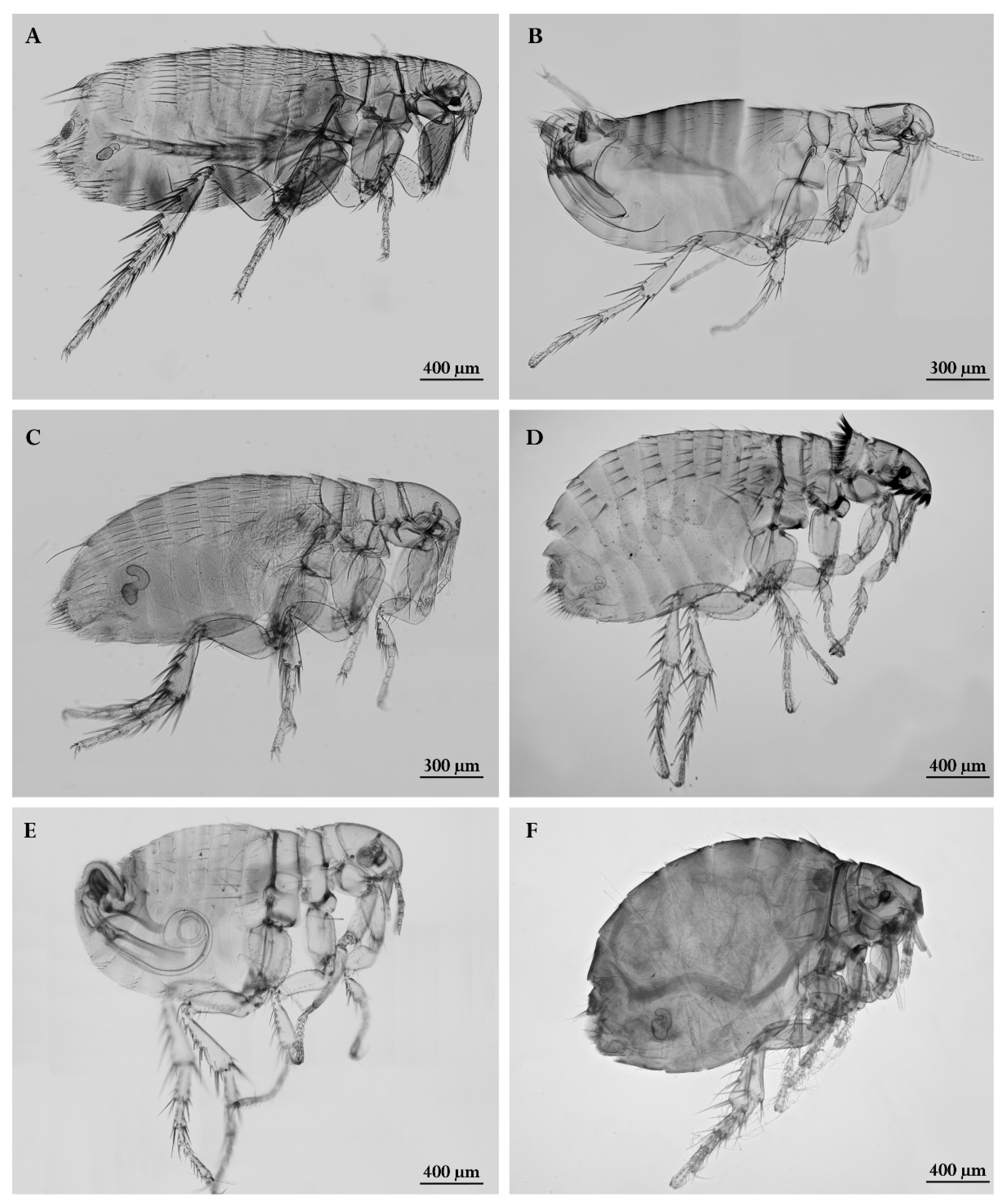 Diversity 16 00762 g004 Diversity 16 00762 g004