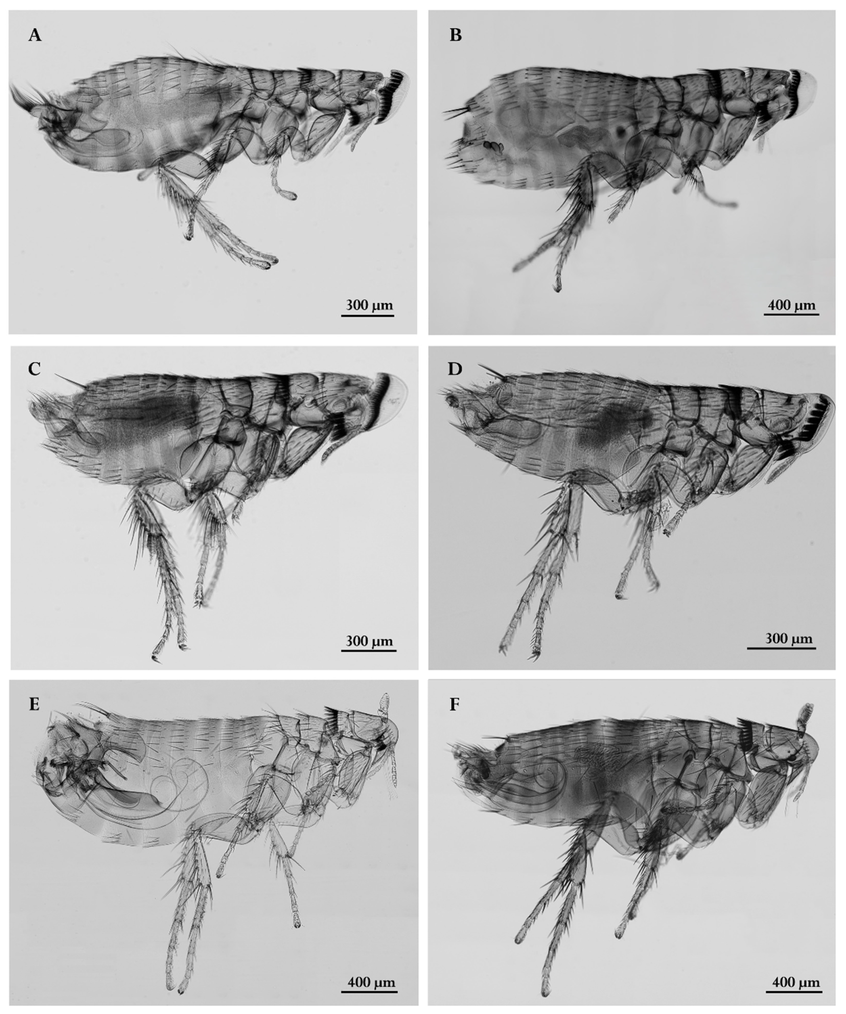 Diversity 16 00762 g005 Diversity 16 00762 g005