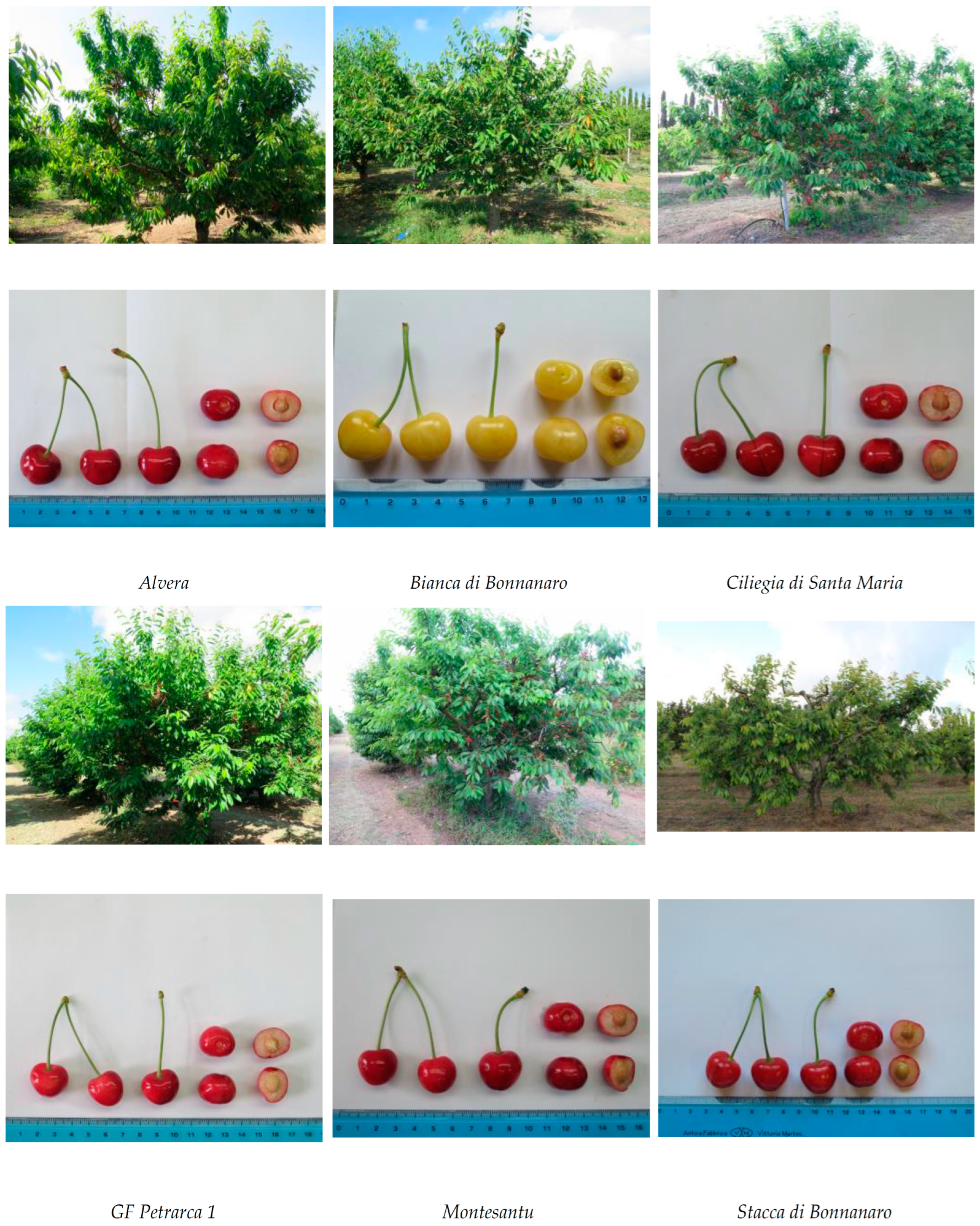 Diversity 16 00767 g001