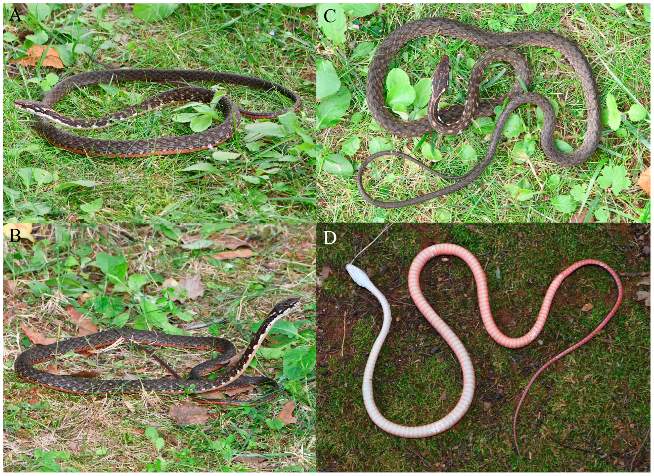 Diversity 16 00768 g002