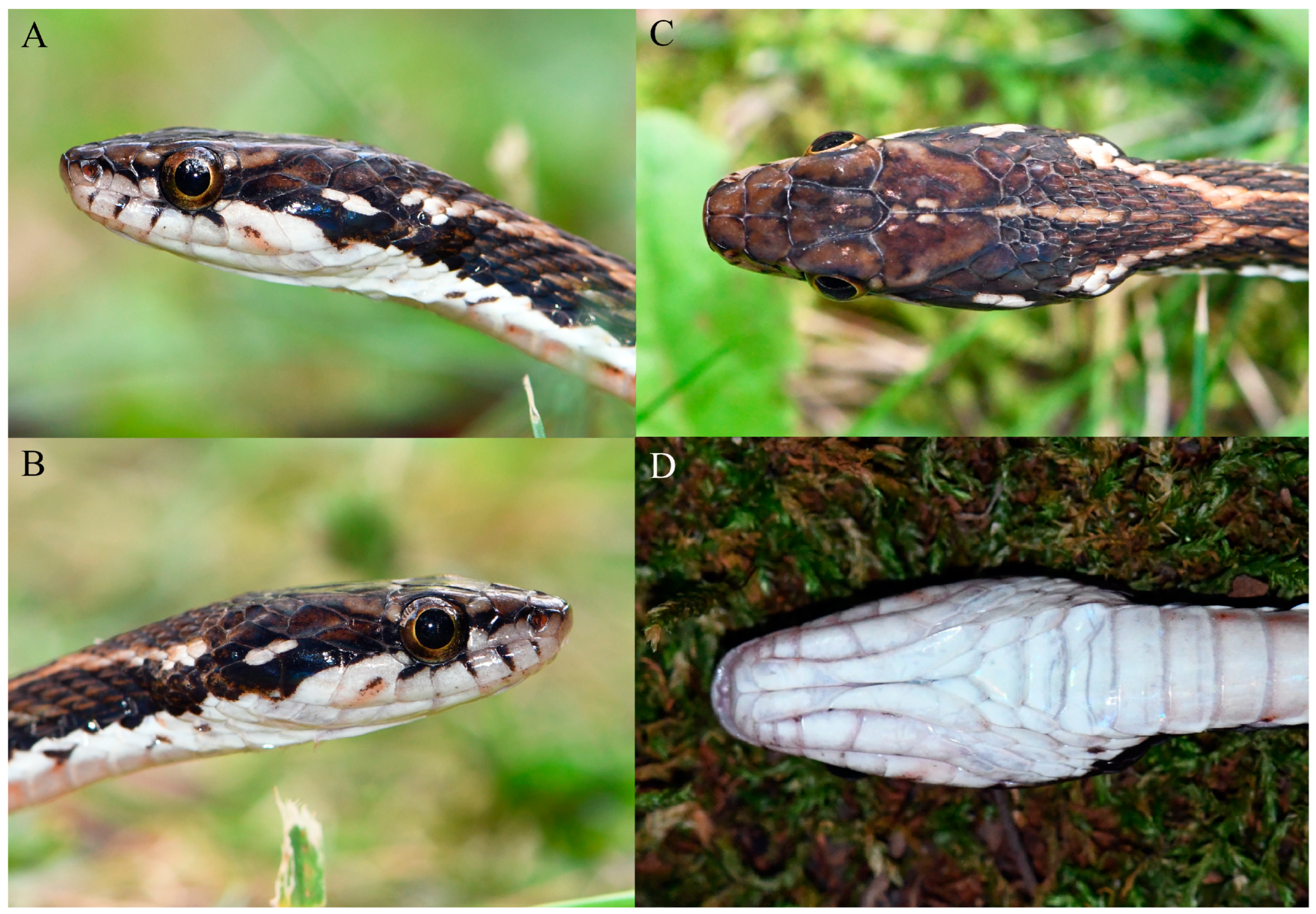 Diversity 16 00768 g003