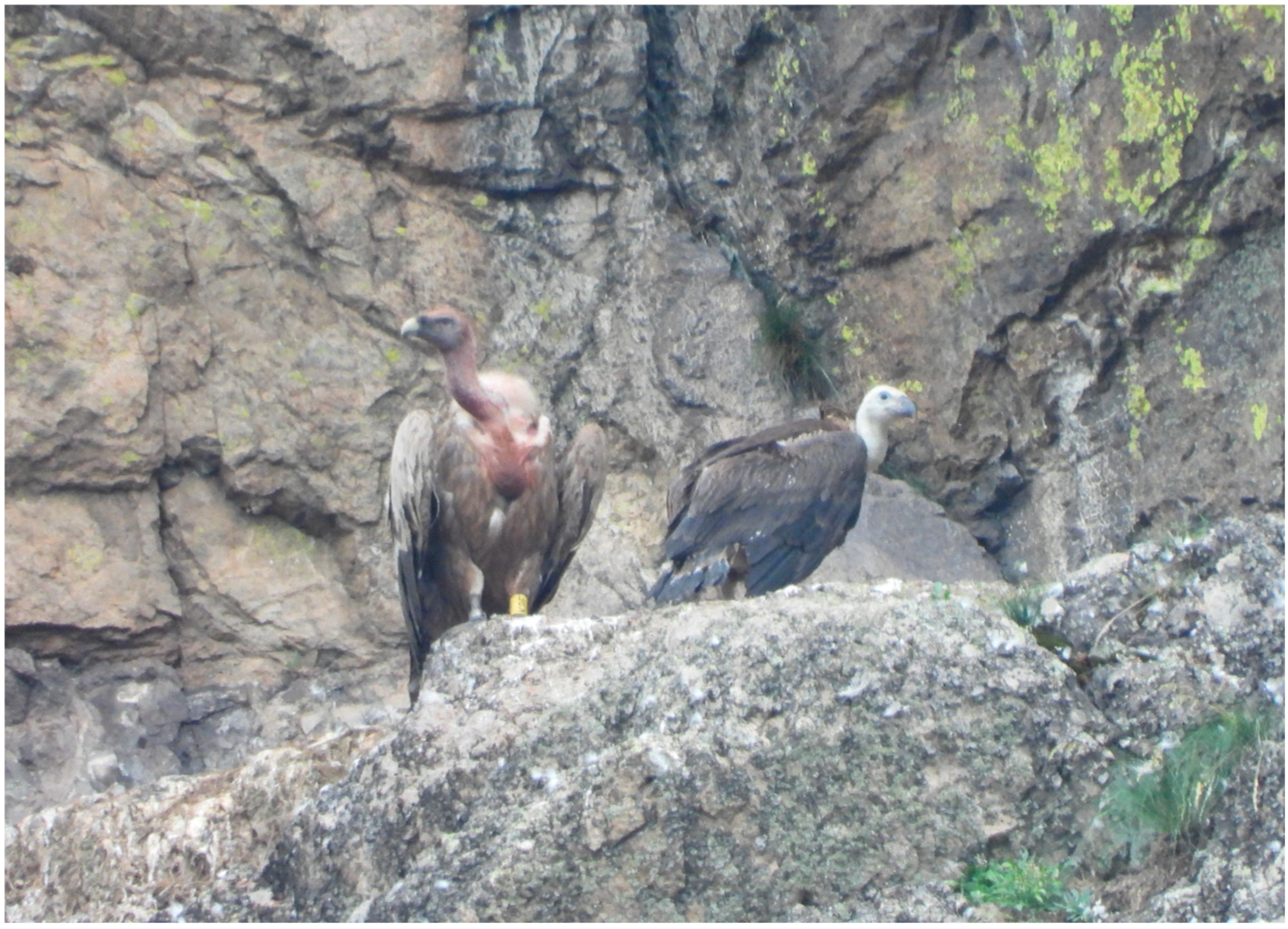 Diversity 16 00774 g001