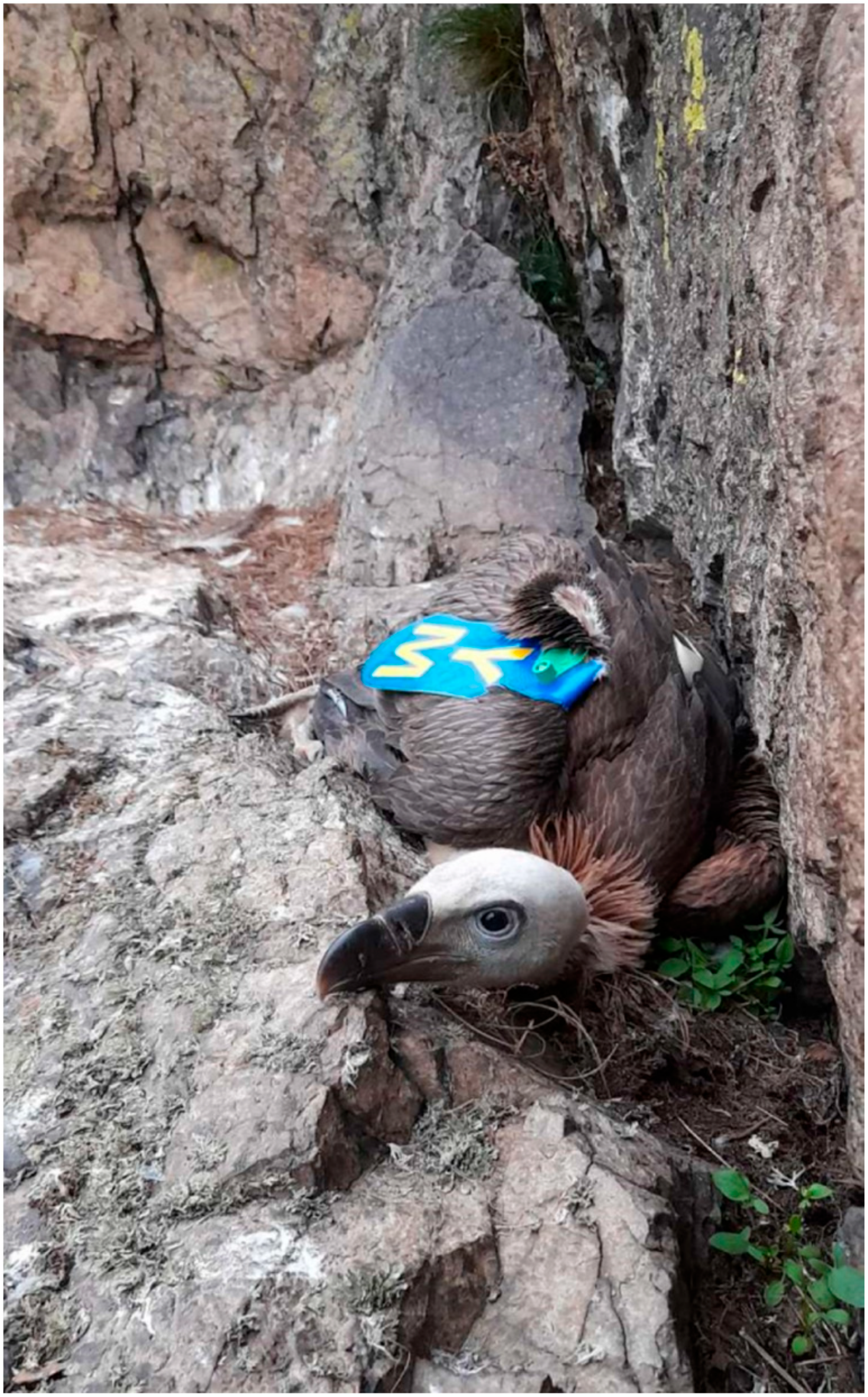 Diversity 16 00774 g002