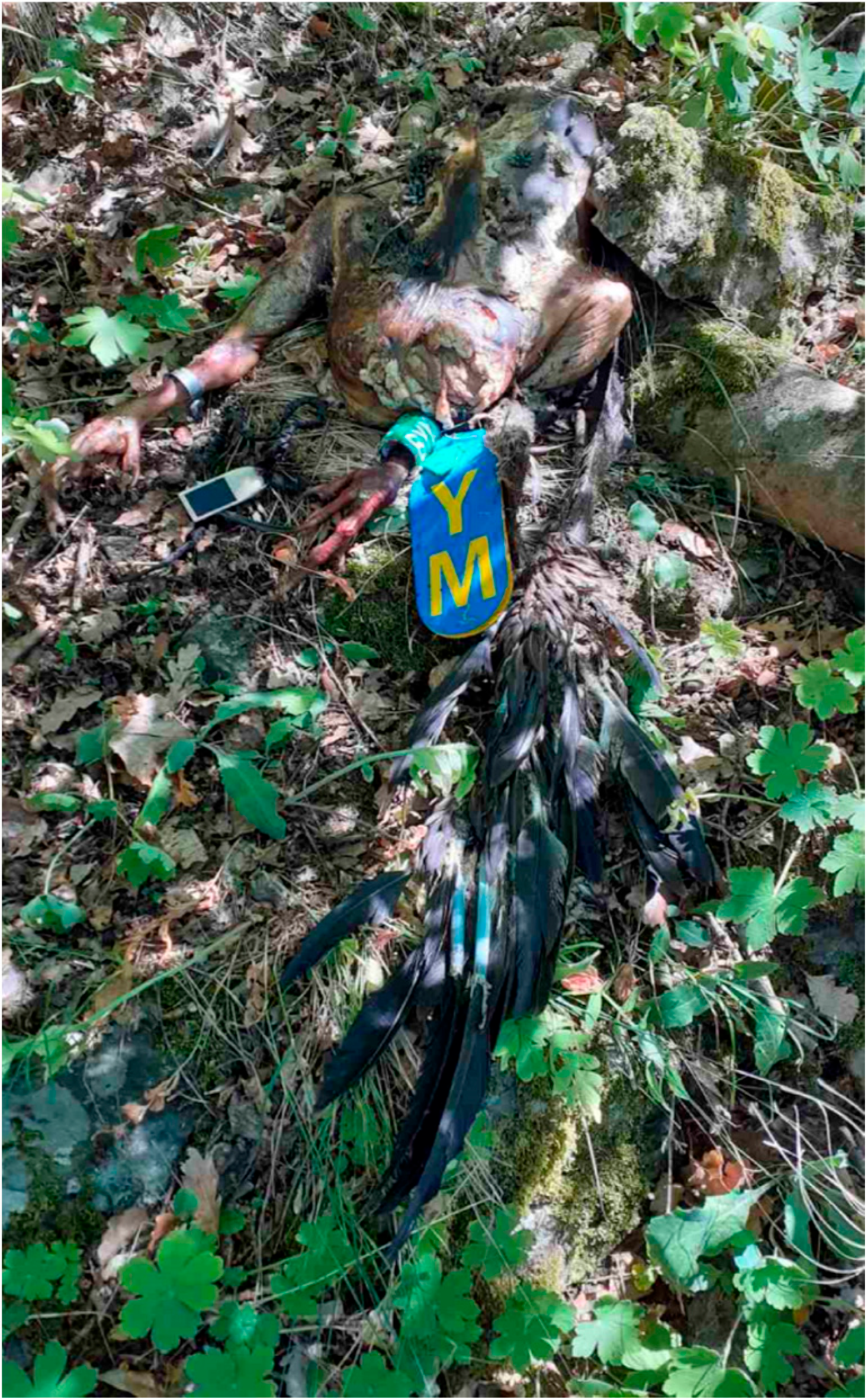 Diversity 16 00774 g003