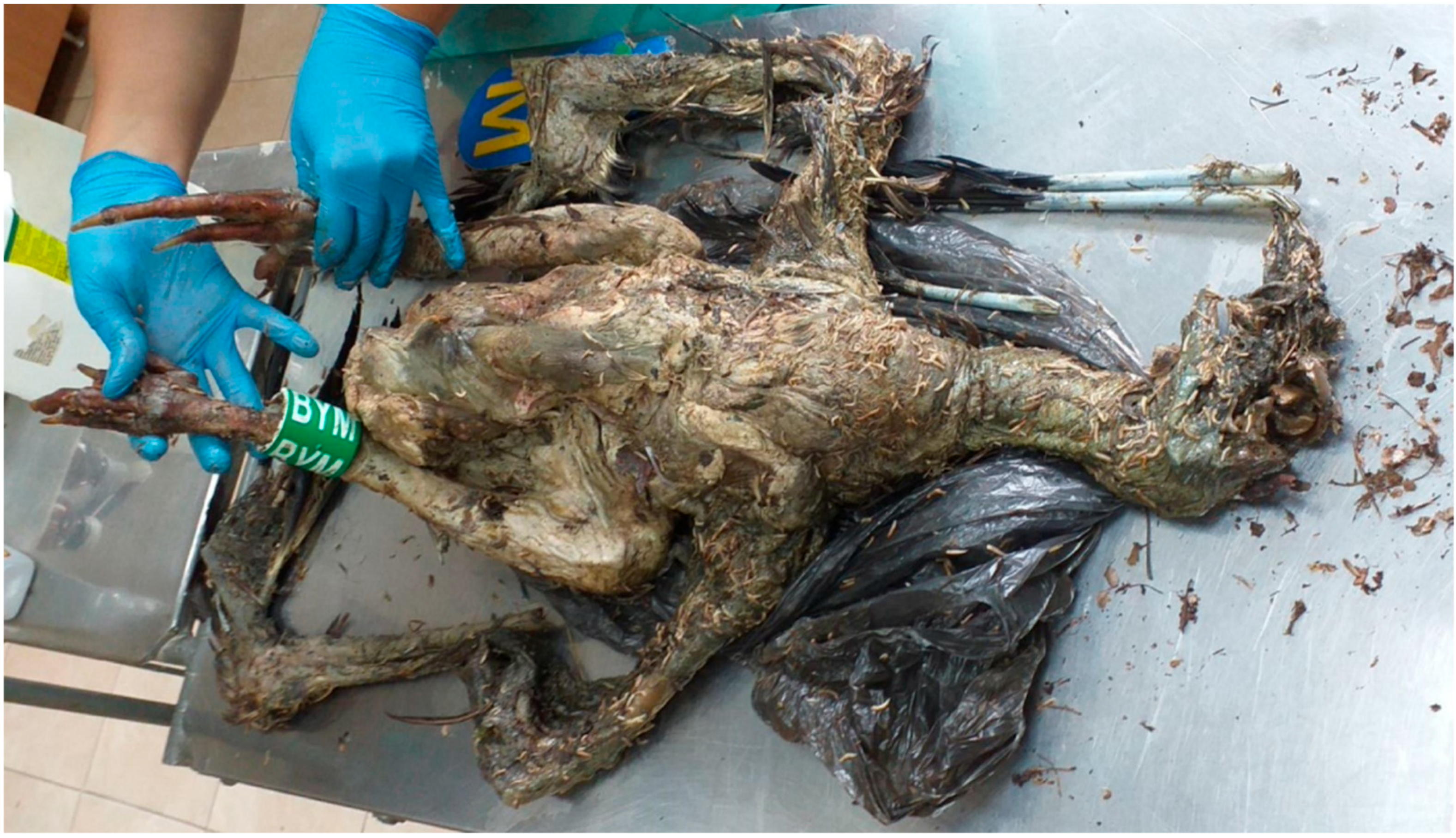 Diversity 16 00774 g005