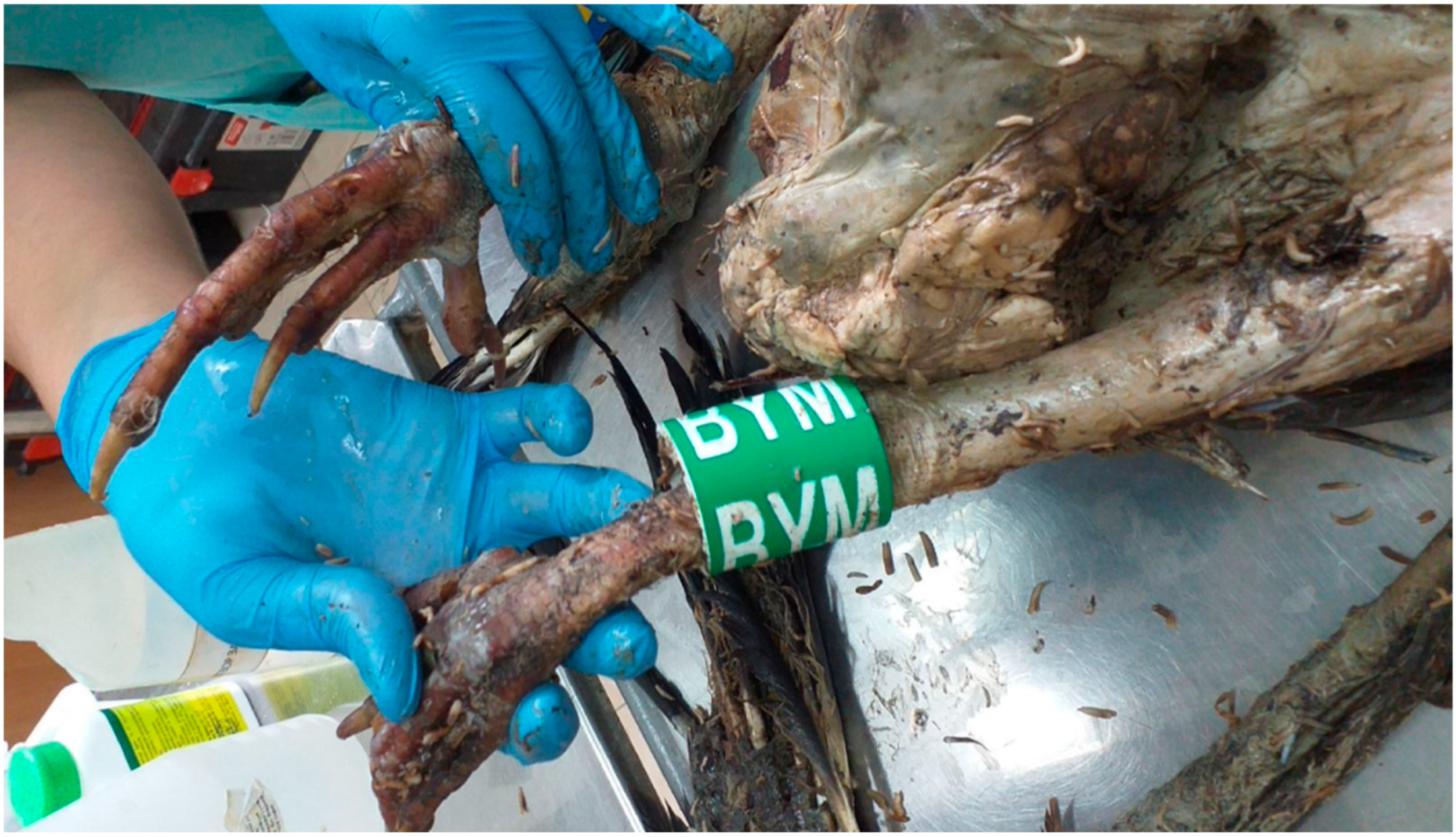 Diversity 16 00774 g006