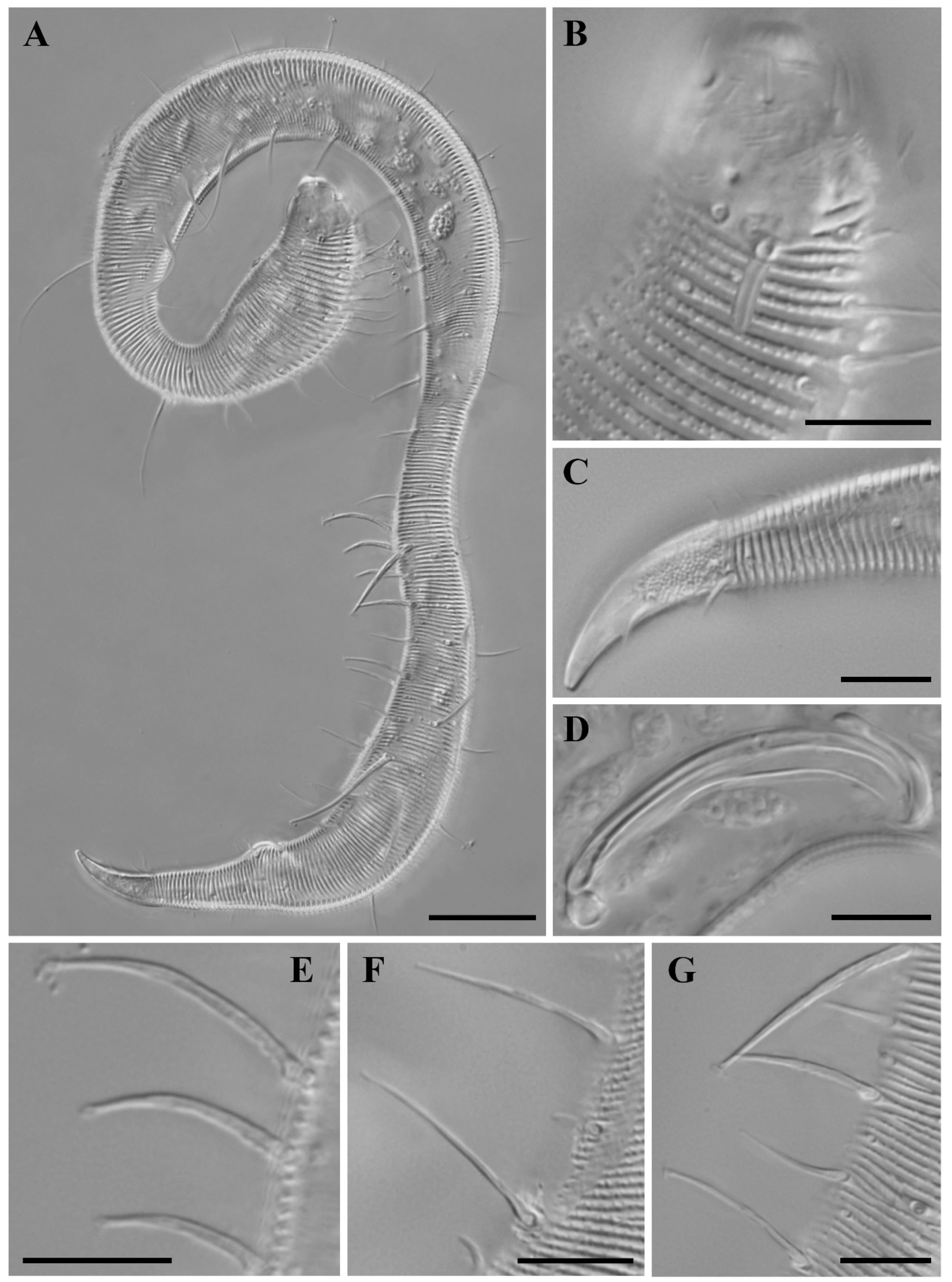 Diversity 16 00776 g002