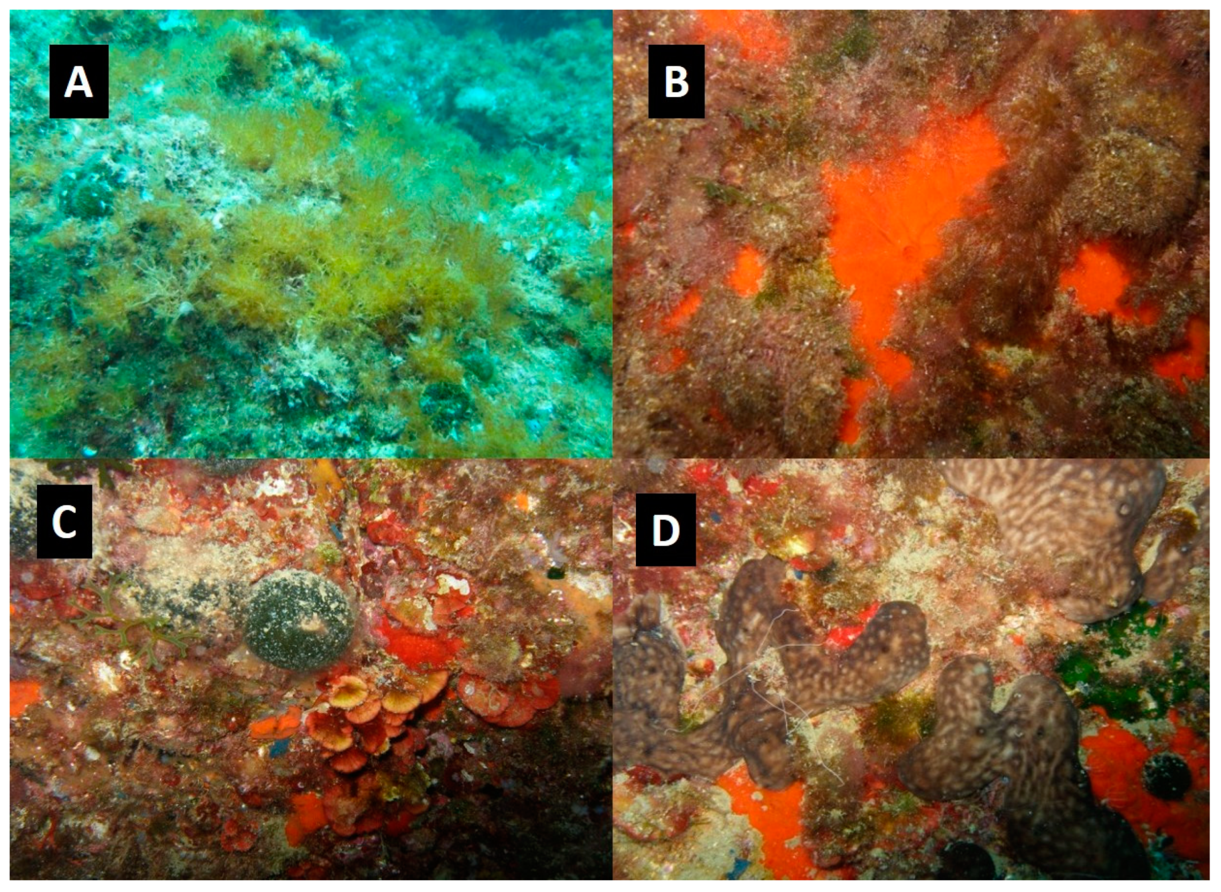 Diversity 17 00009 g003 Diversity 17 00009 g003