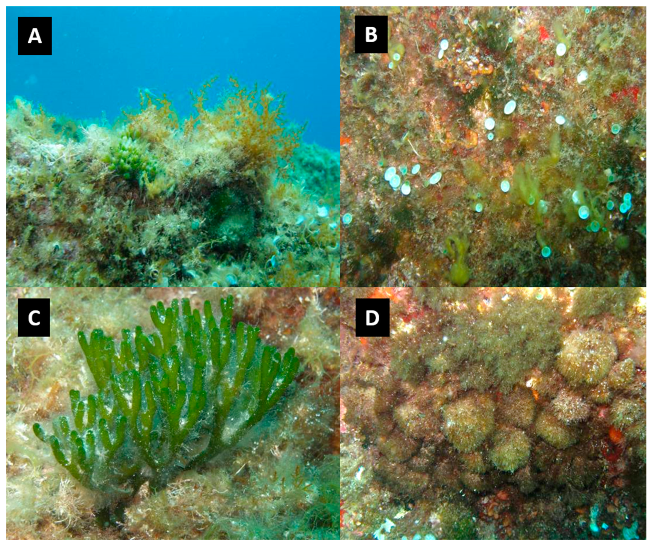 Diversity 17 00009 g004 Diversity 17 00009 g004